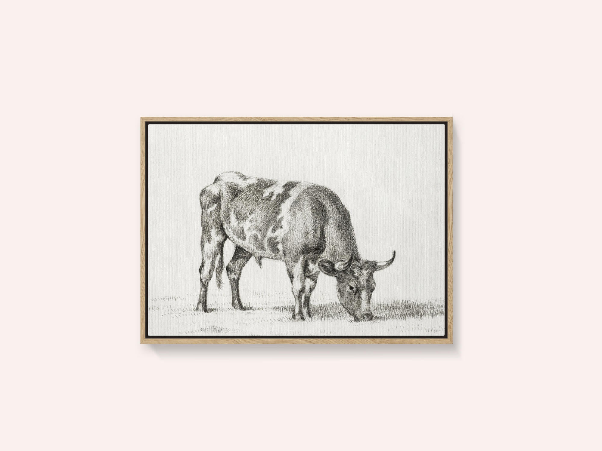 Grazing Bull