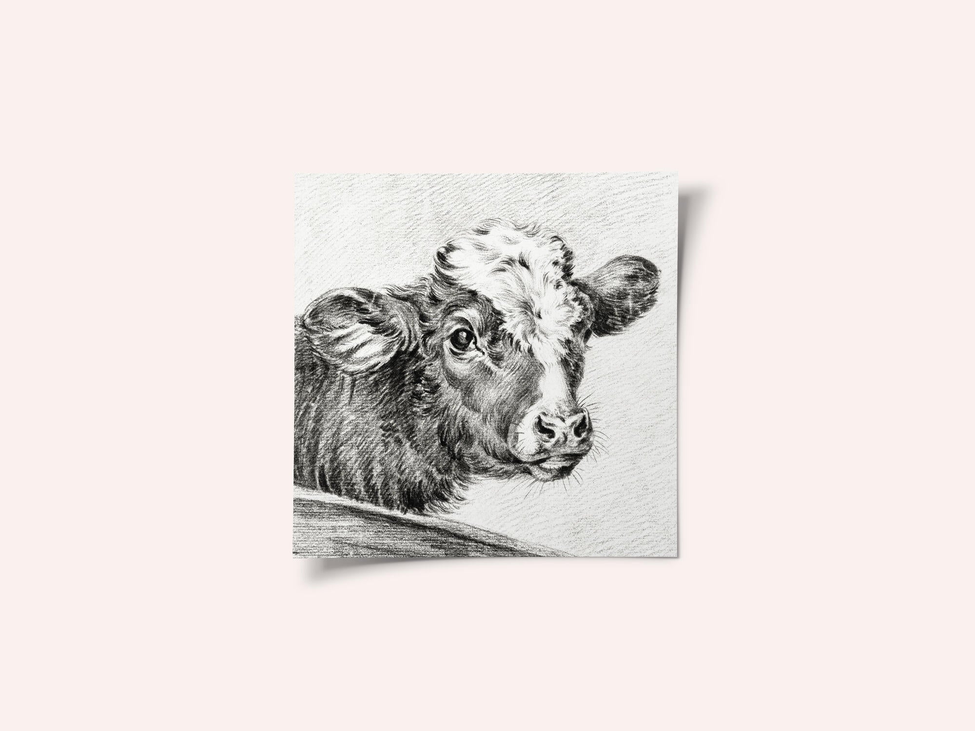 Head of a Cow