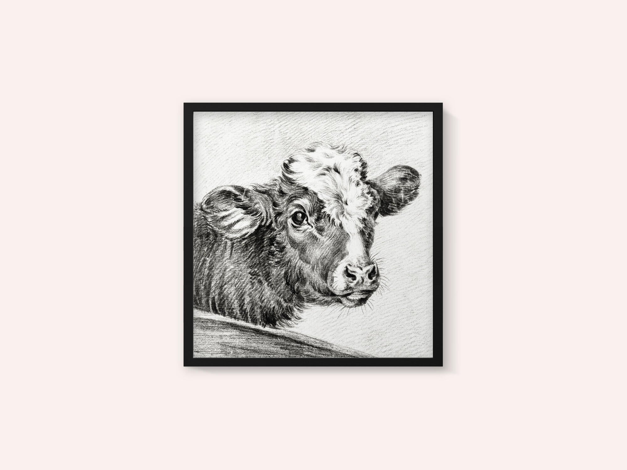 Head of a Cow