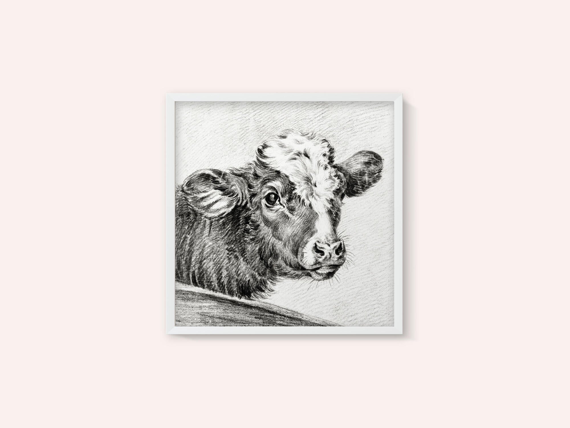 Head of a Cow