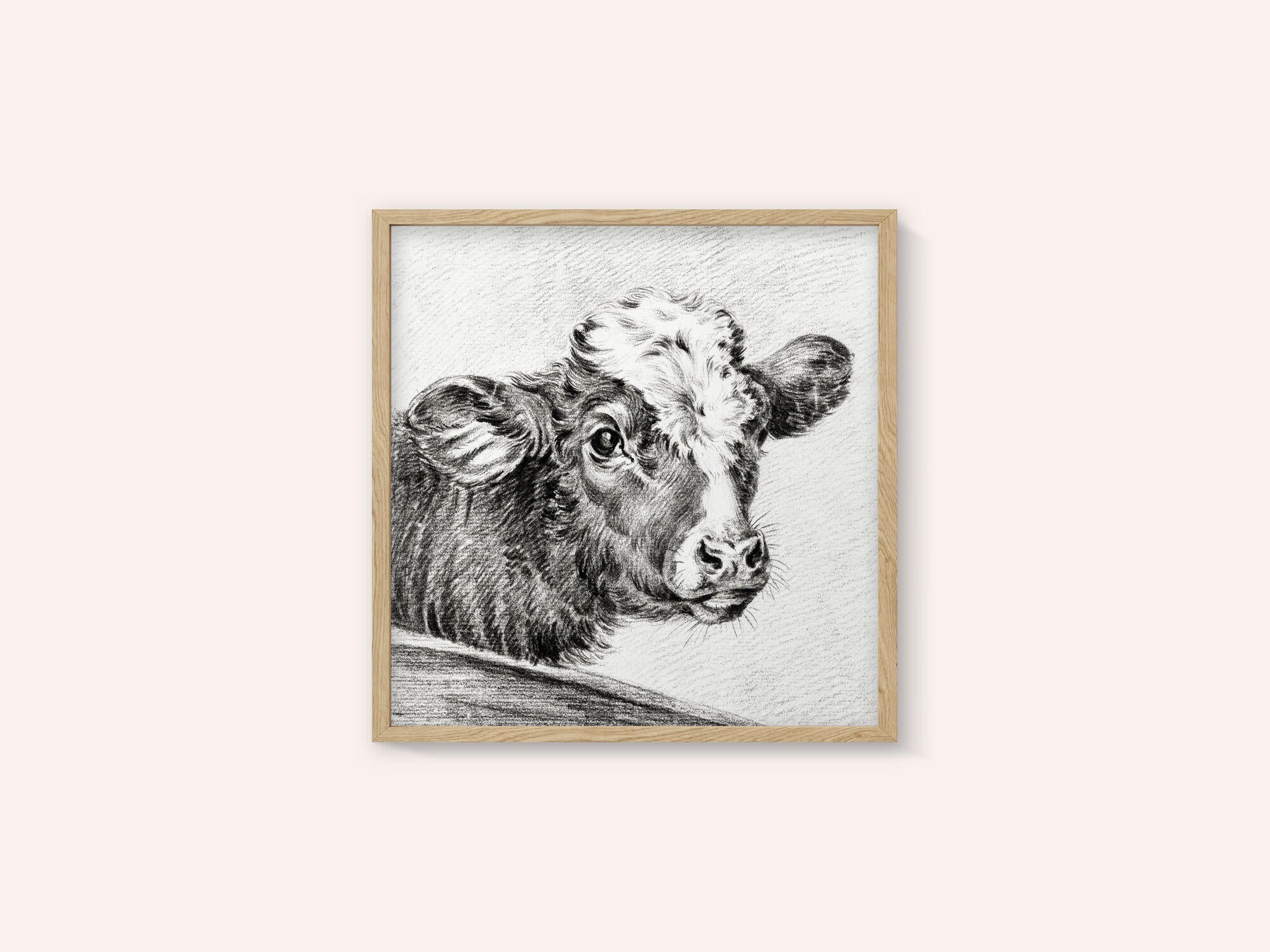 Head of a Cow