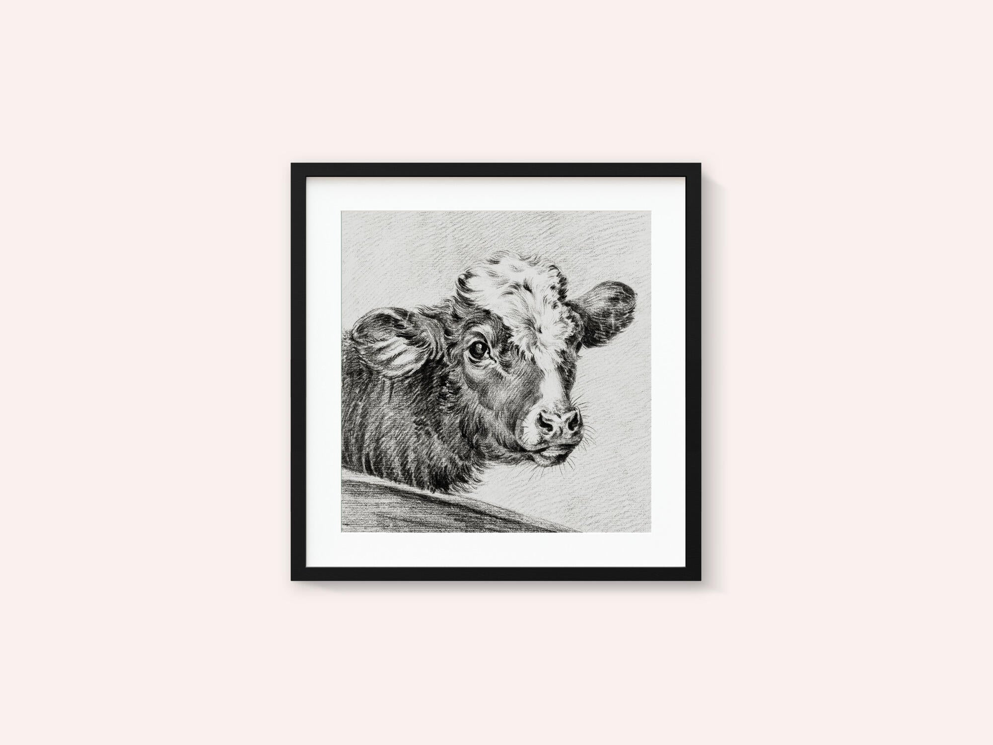 Head of a Cow