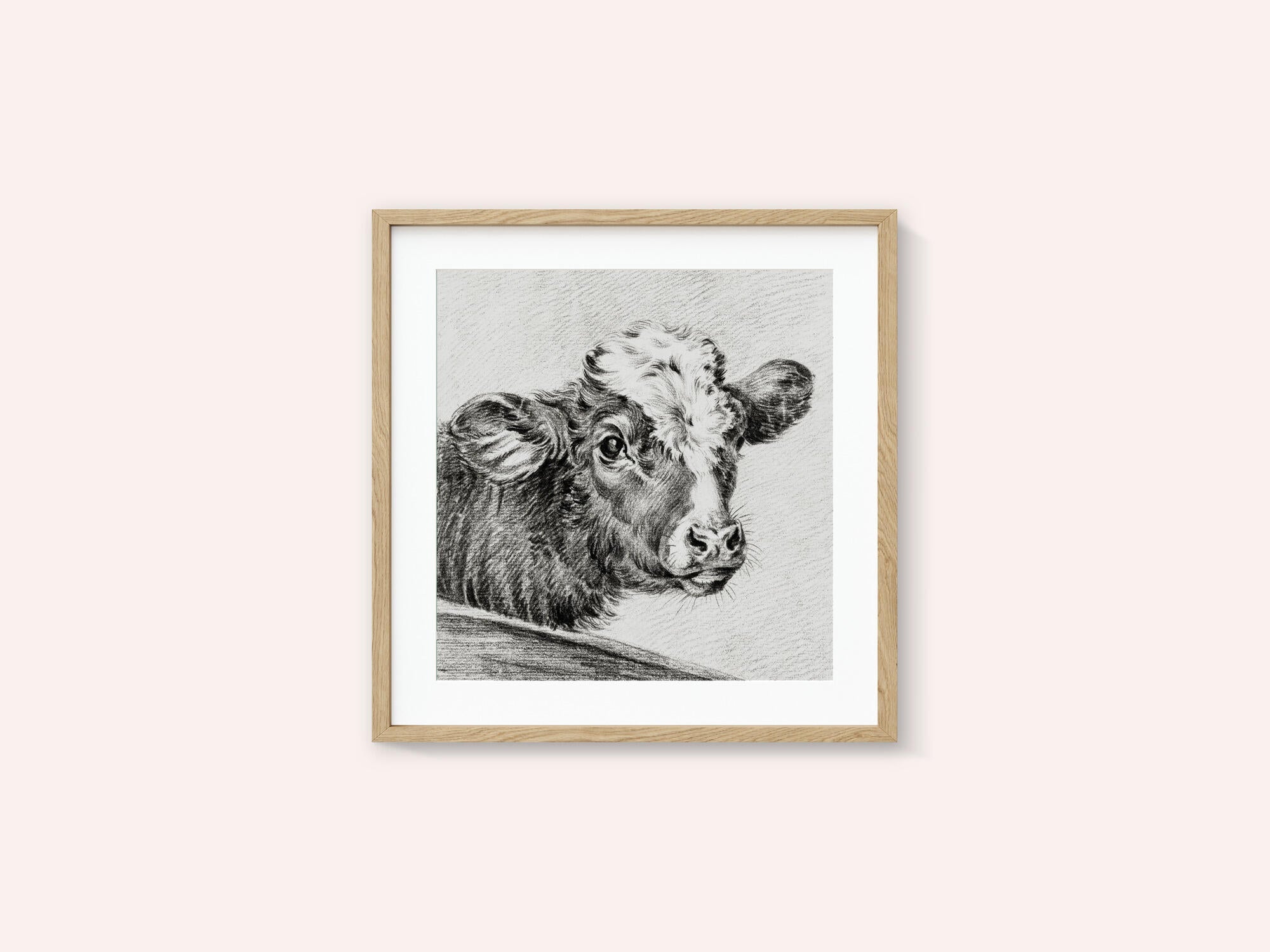 Head of a Cow