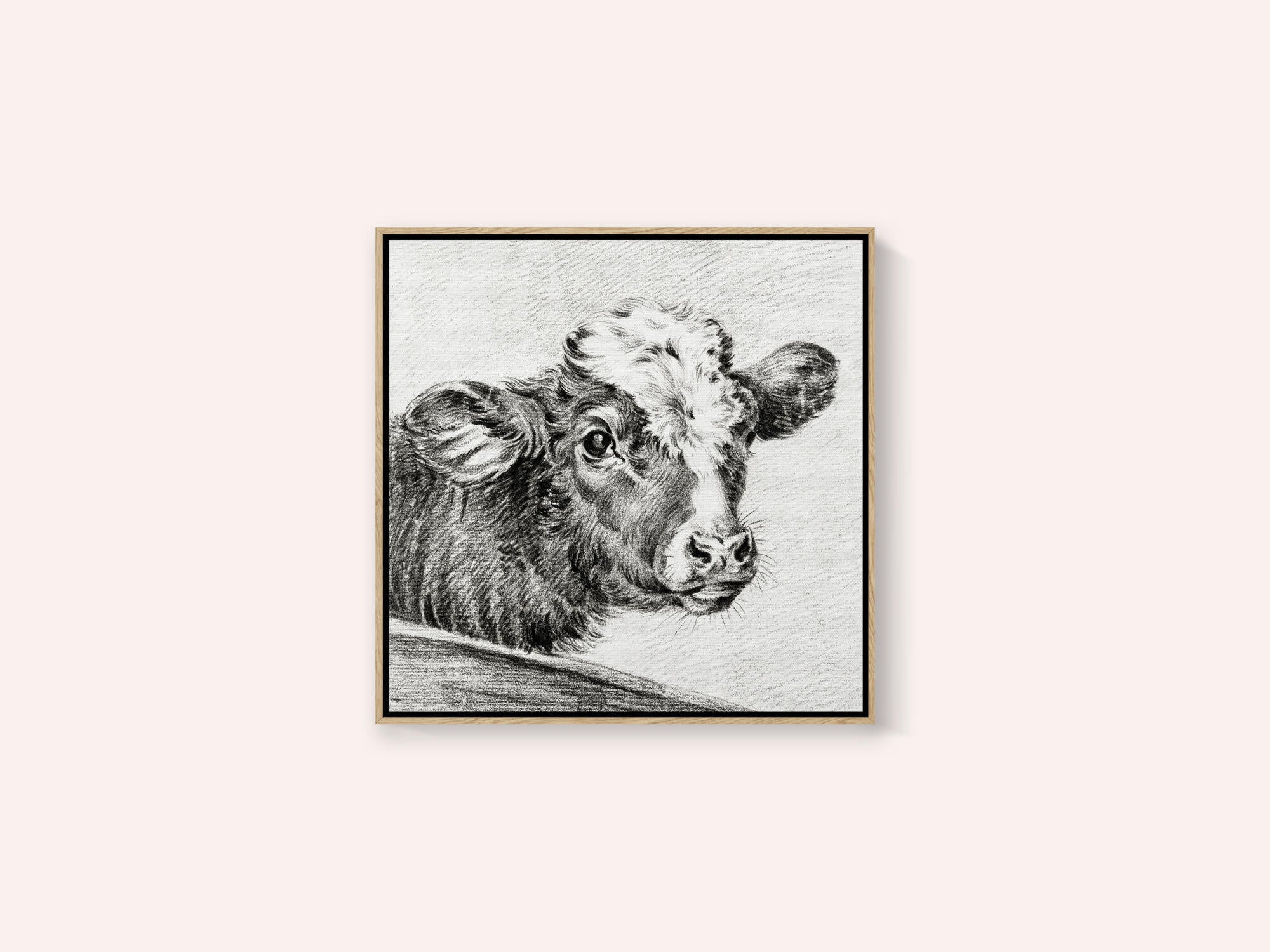 Head of a Cow