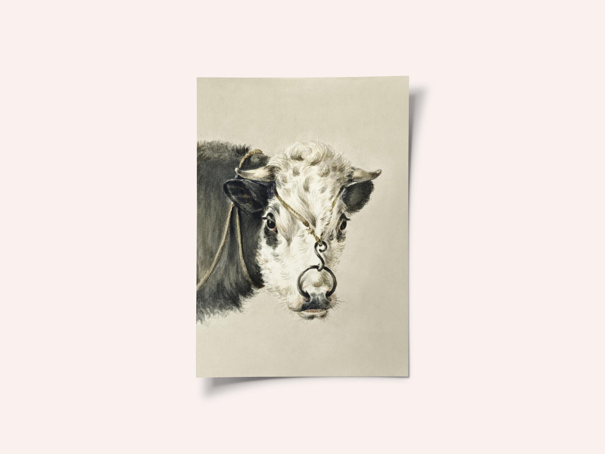 Head of a Cow, With a Ring Through the Nose (1820)