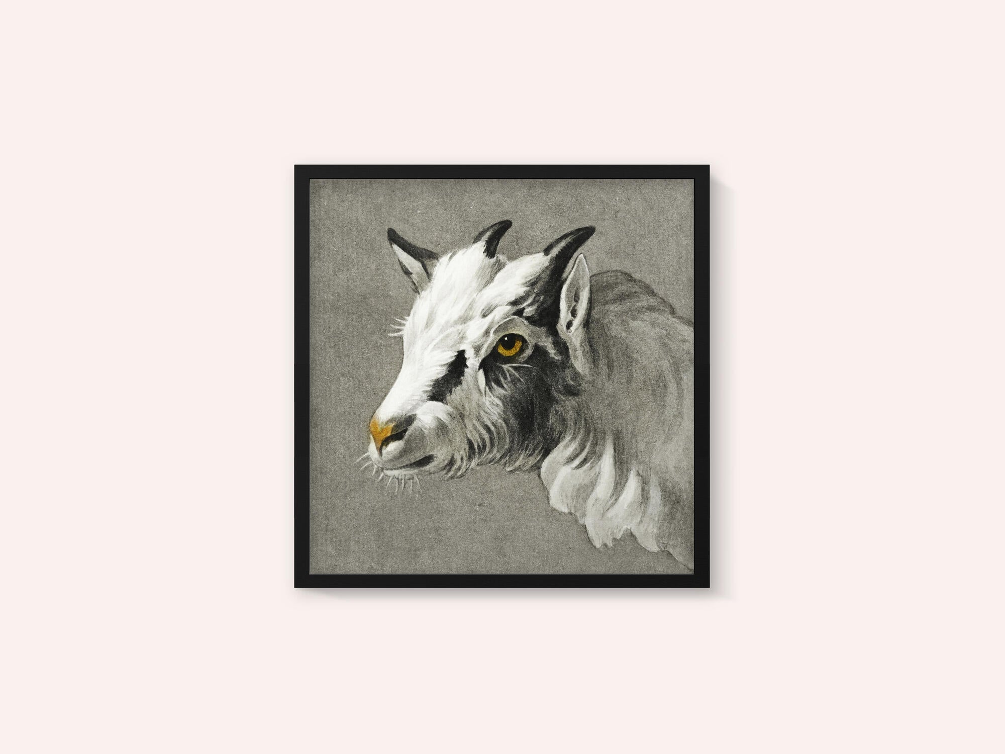 Head of a Goat