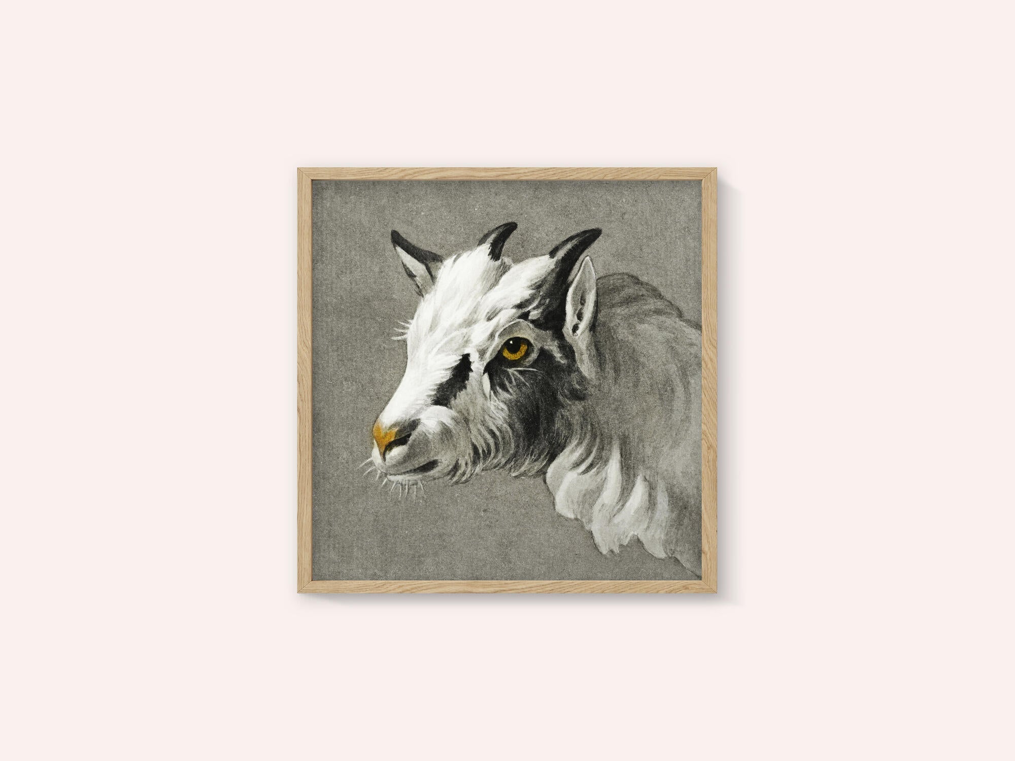 Head of a Goat