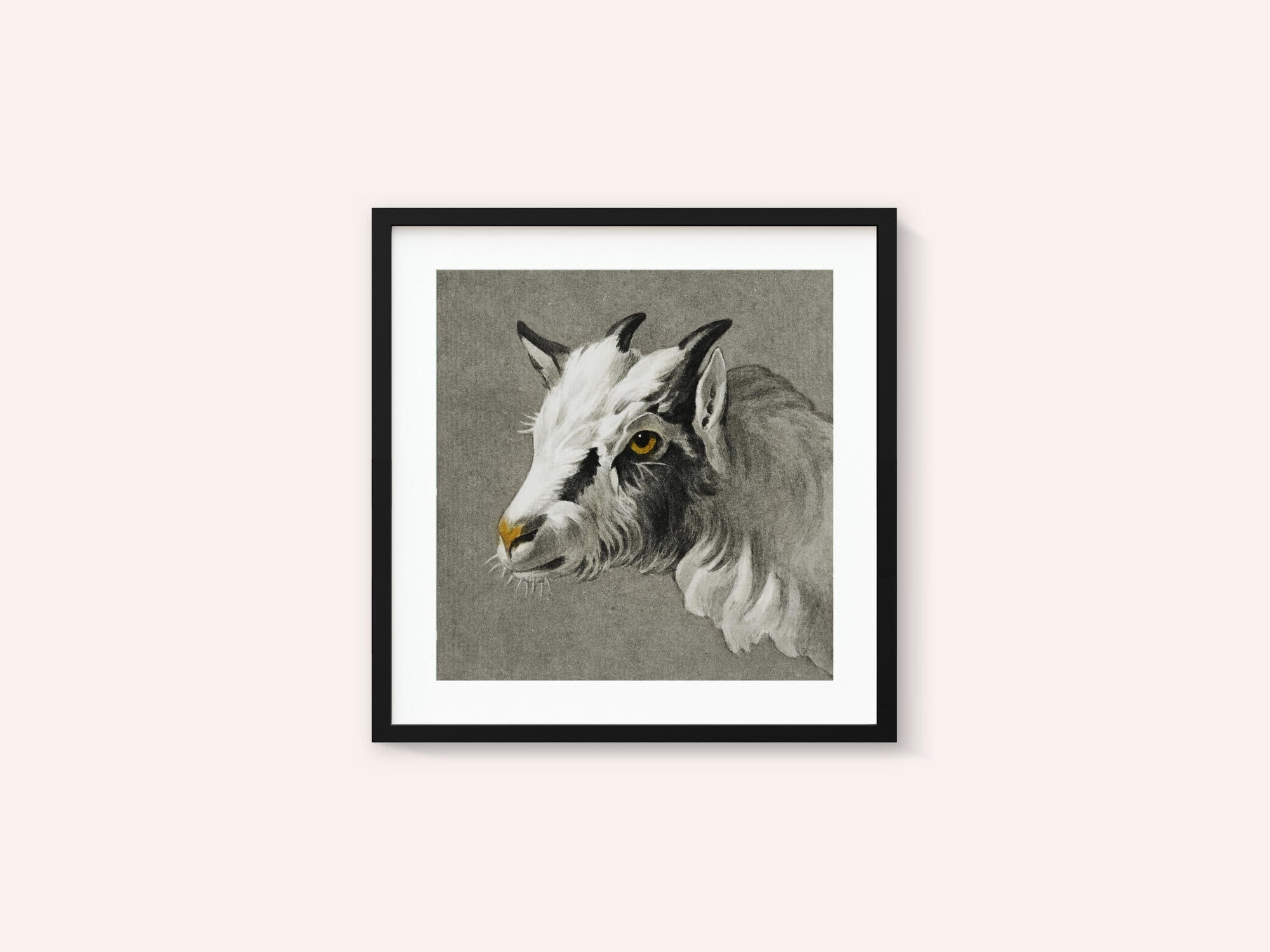 Head of a Goat