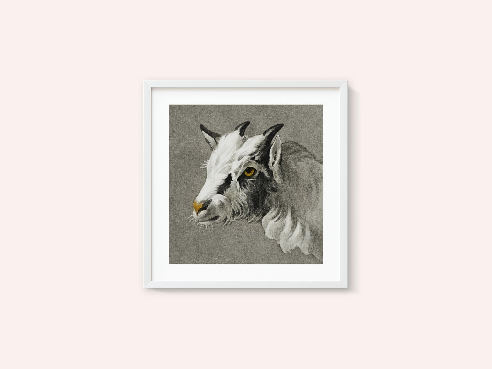 Head of a Goat