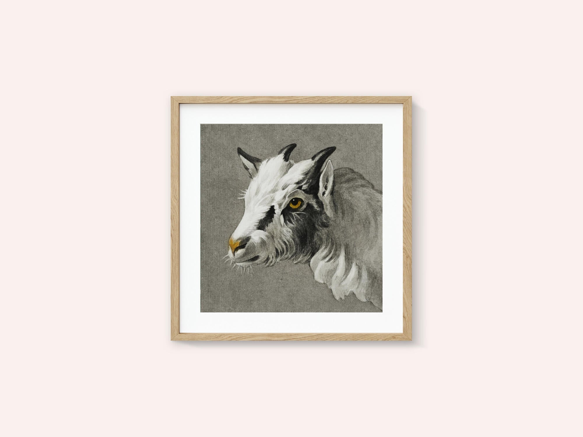Head of a Goat