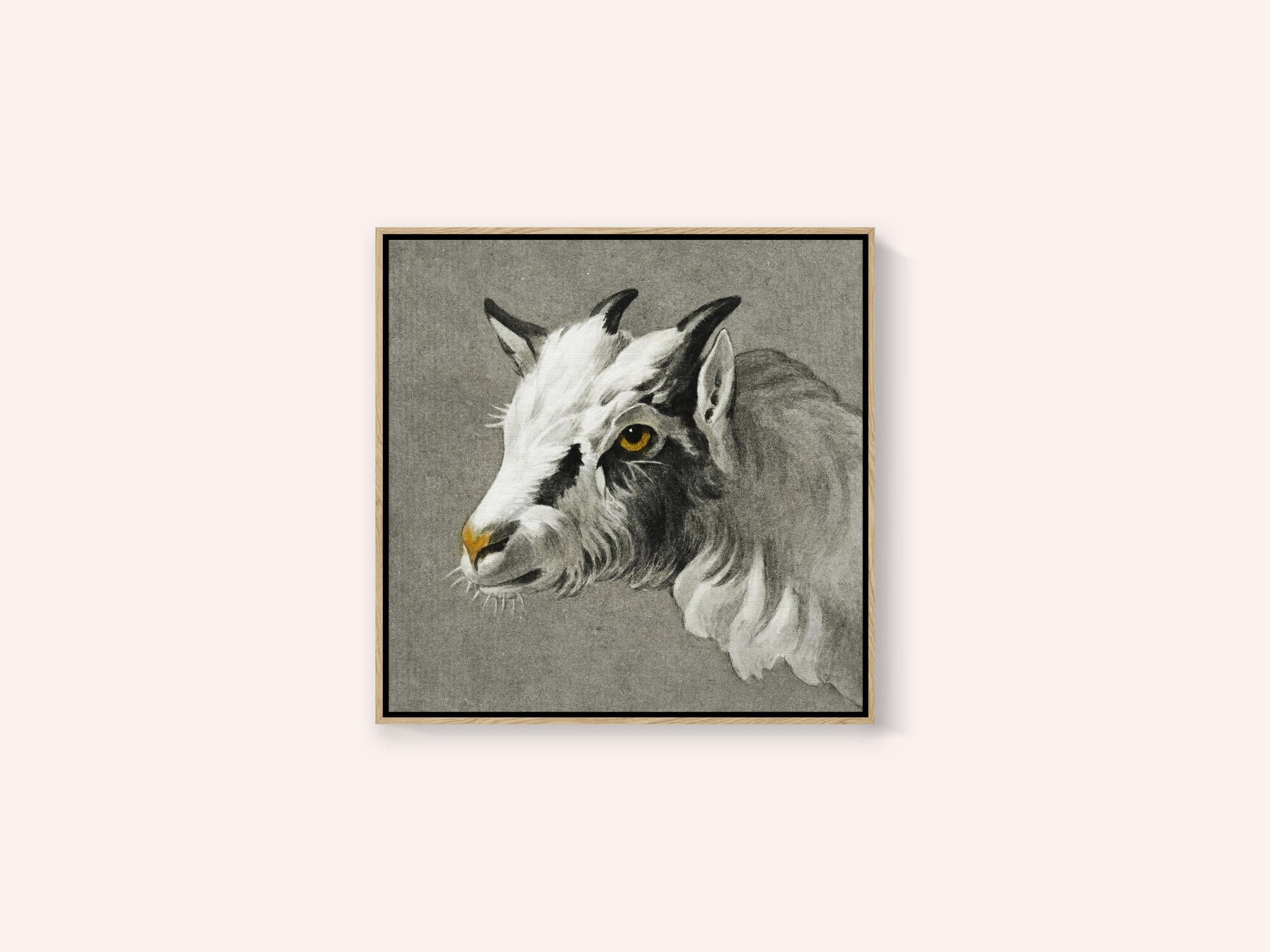 Head of a Goat