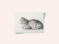 Lying Cat (1811)