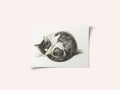 Rolled Up Lying Sleeping Cat (1825)