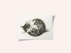 Rolled Up Lying Sleeping Cat (1825)