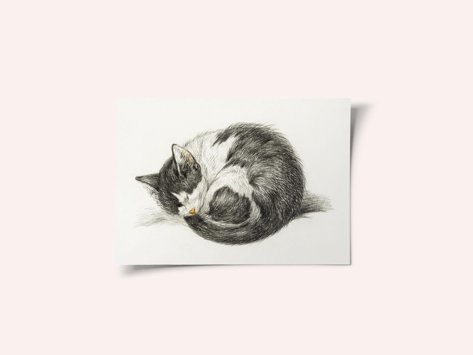 Rolled Up Lying Sleeping Cat (1825)