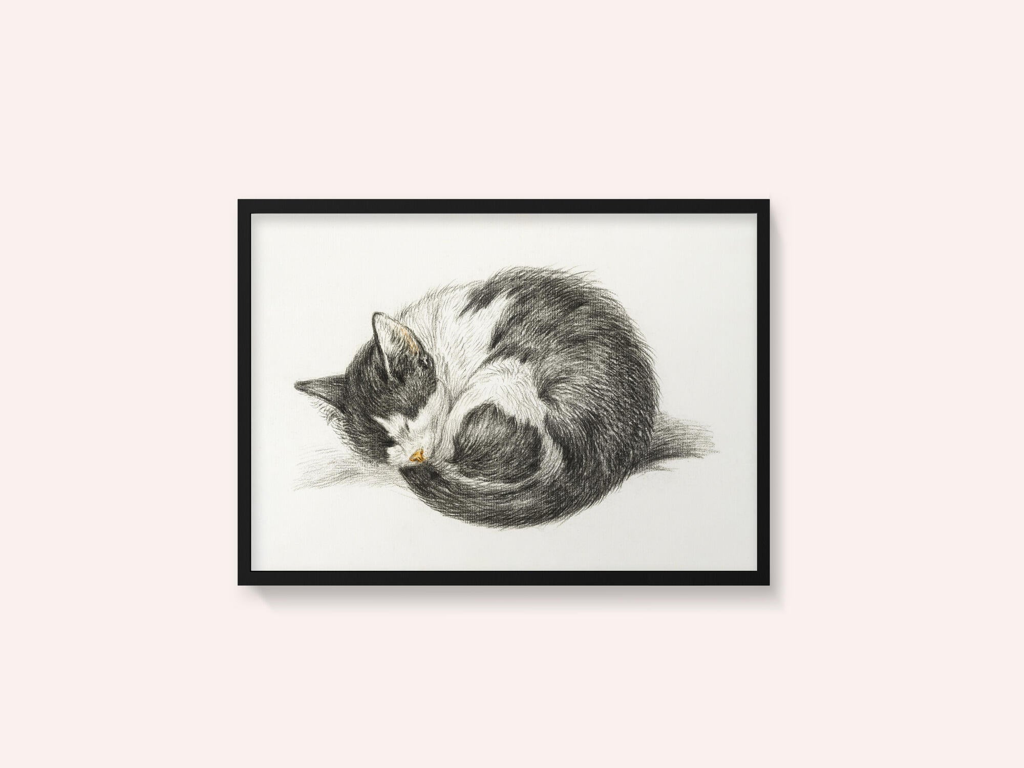 Rolled Up Lying Sleeping Cat (1825)