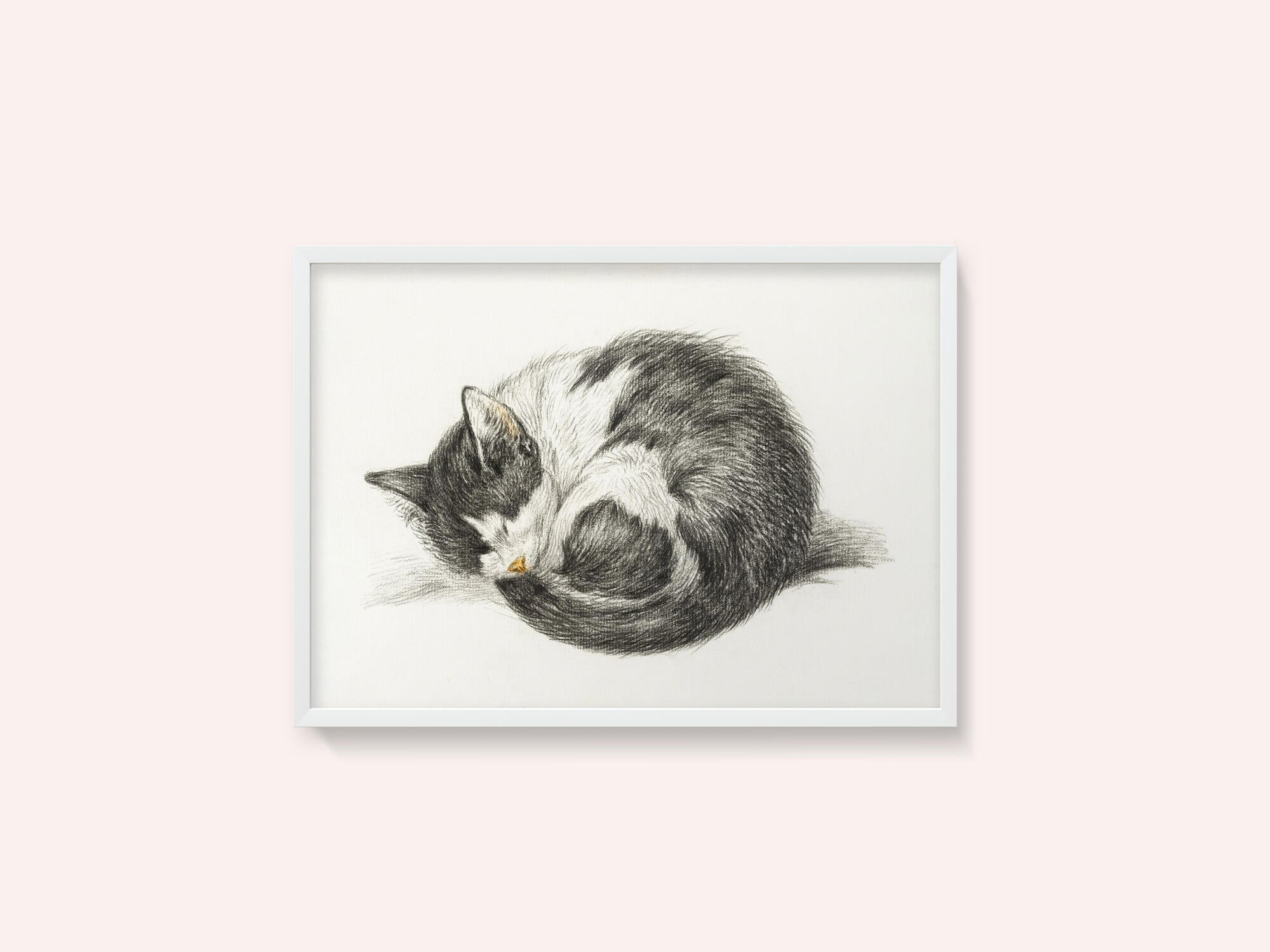 Rolled Up Lying Sleeping Cat (1825)