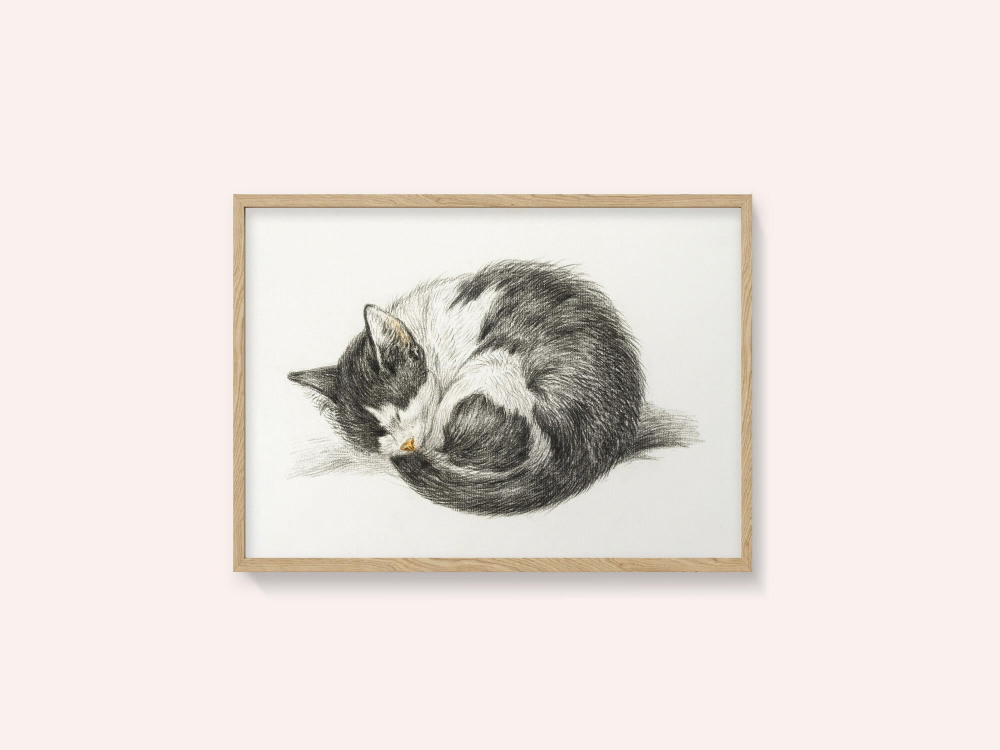 Rolled Up Lying Sleeping Cat (1825)