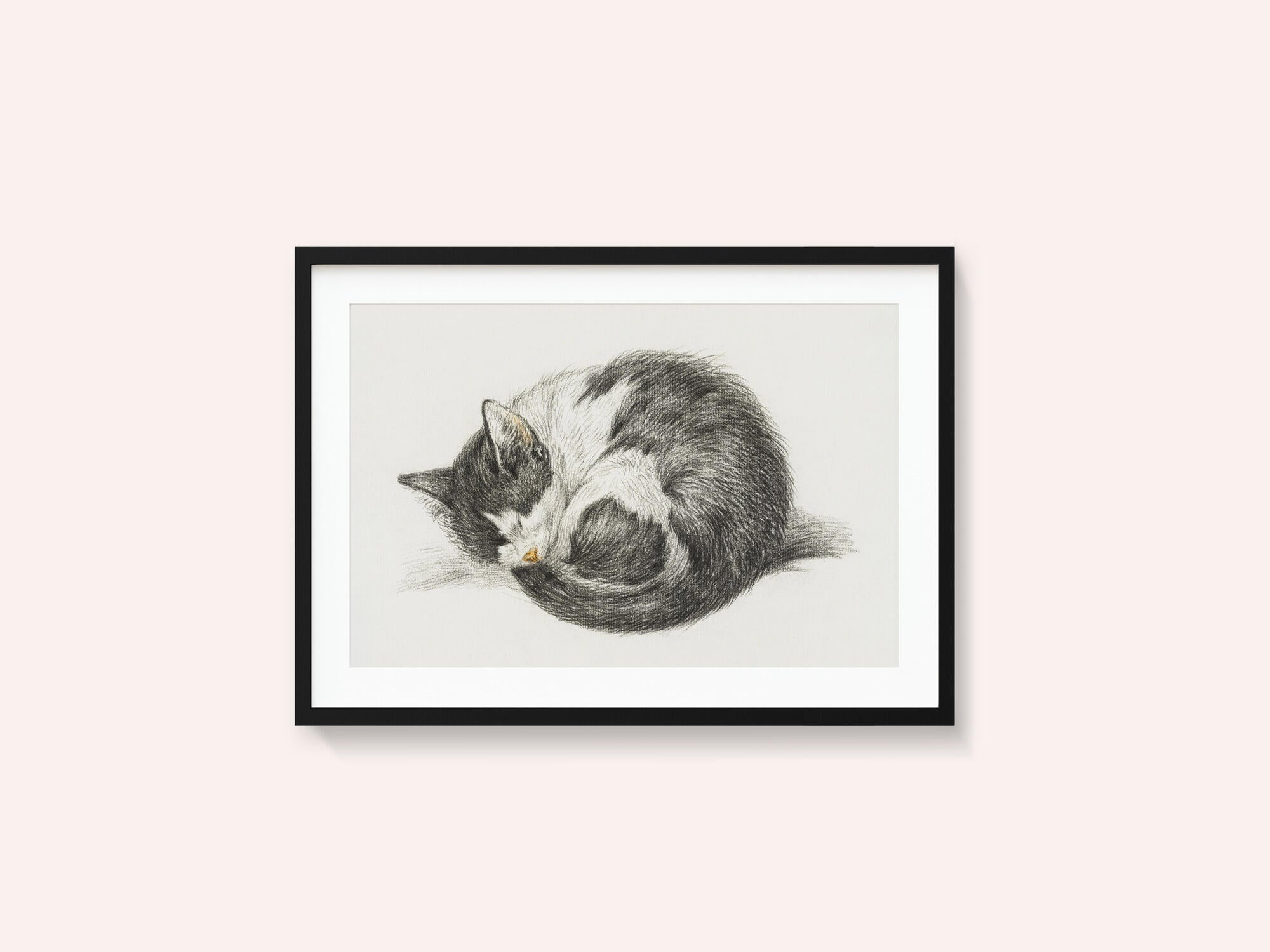 Rolled Up Lying Sleeping Cat (1825)