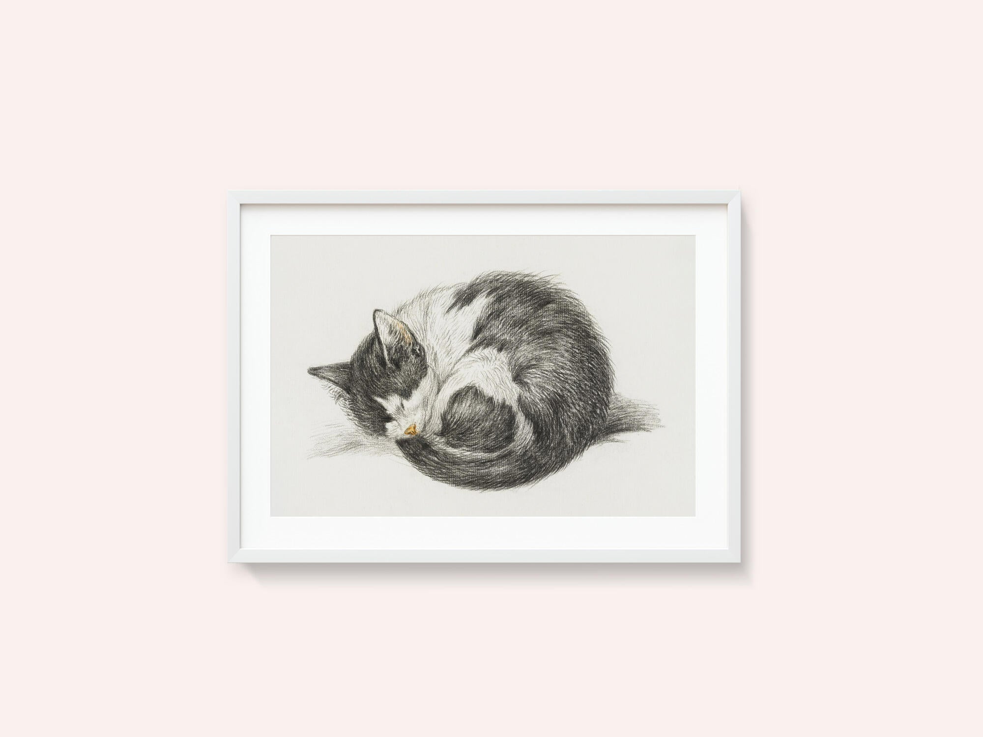 Rolled Up Lying Sleeping Cat (1825)
