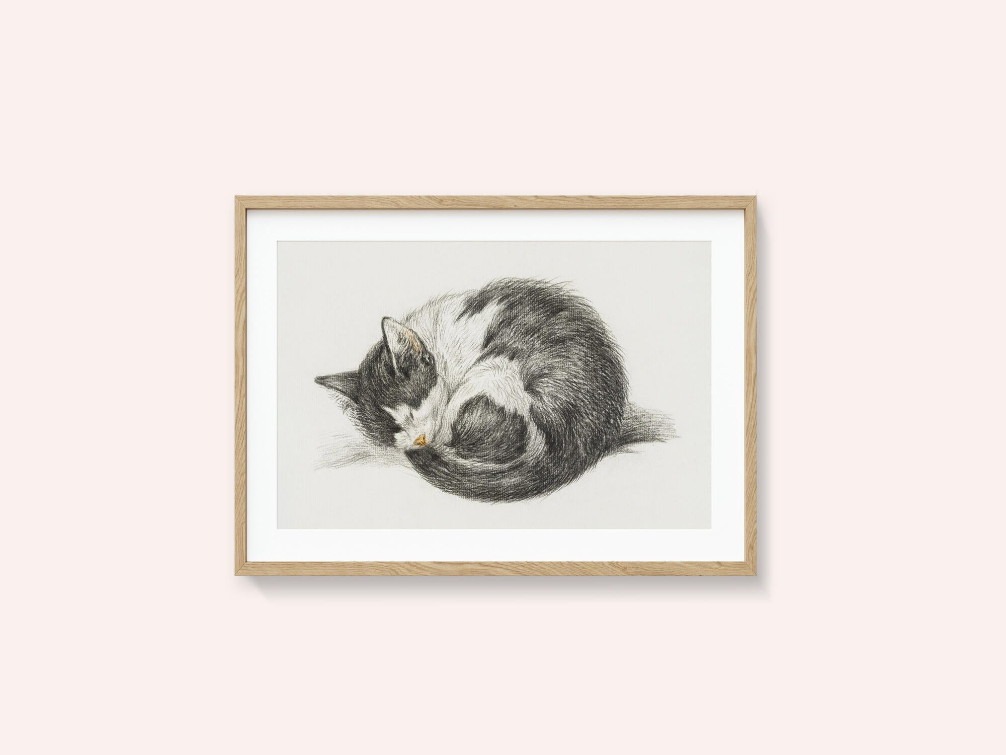 Rolled Up Lying Sleeping Cat (1825)
