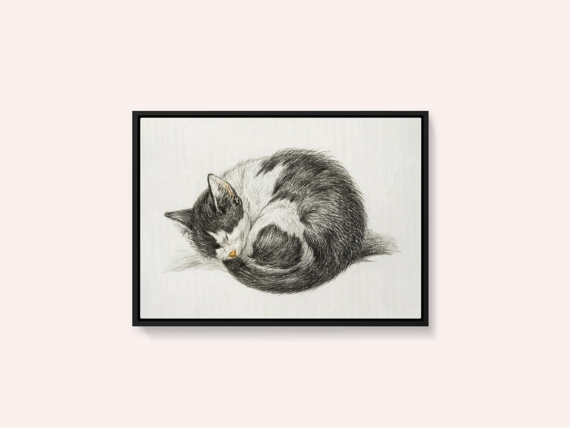 Rolled Up Lying Sleeping Cat (1825)