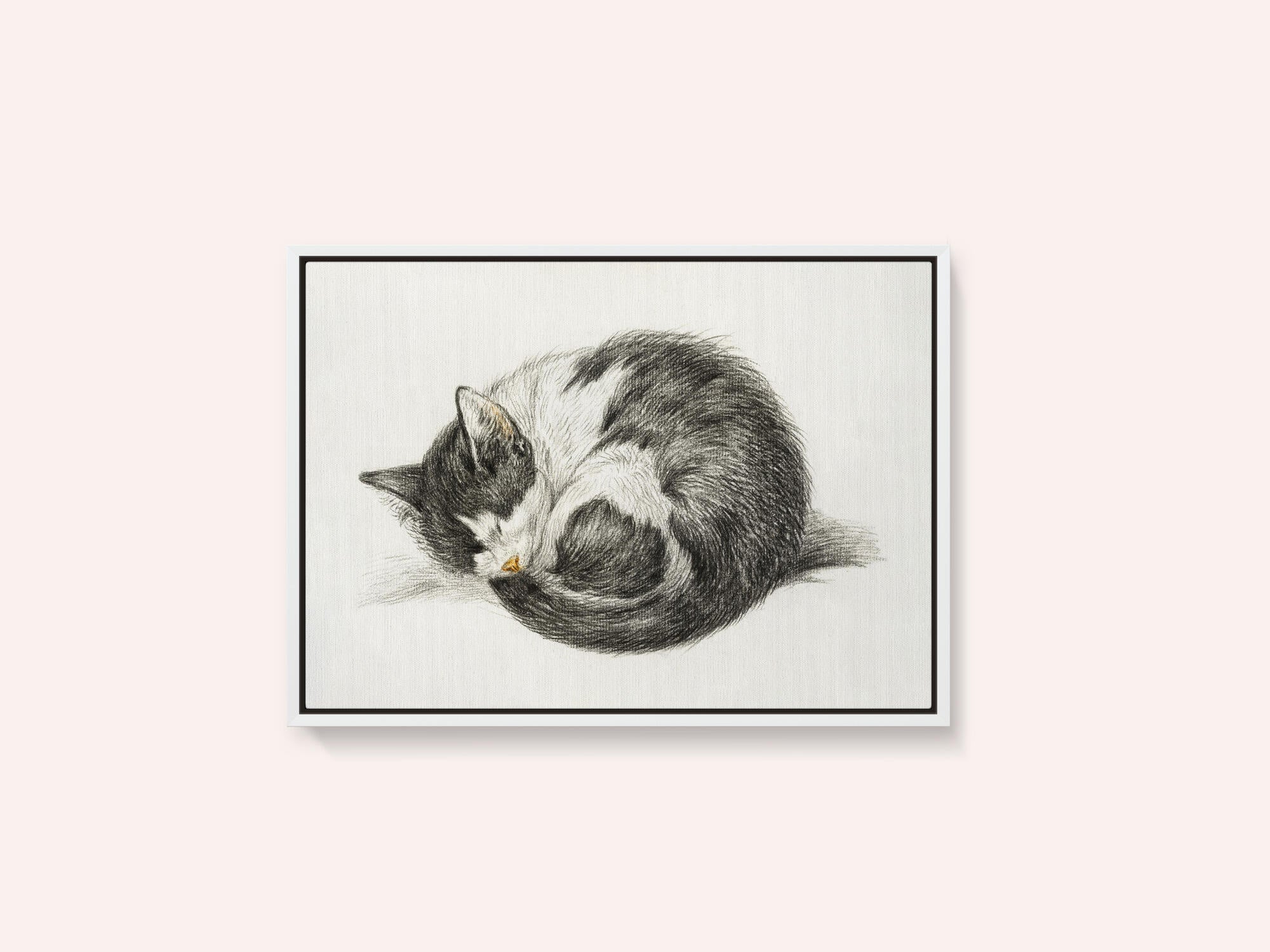 Rolled Up Lying Sleeping Cat (1825)