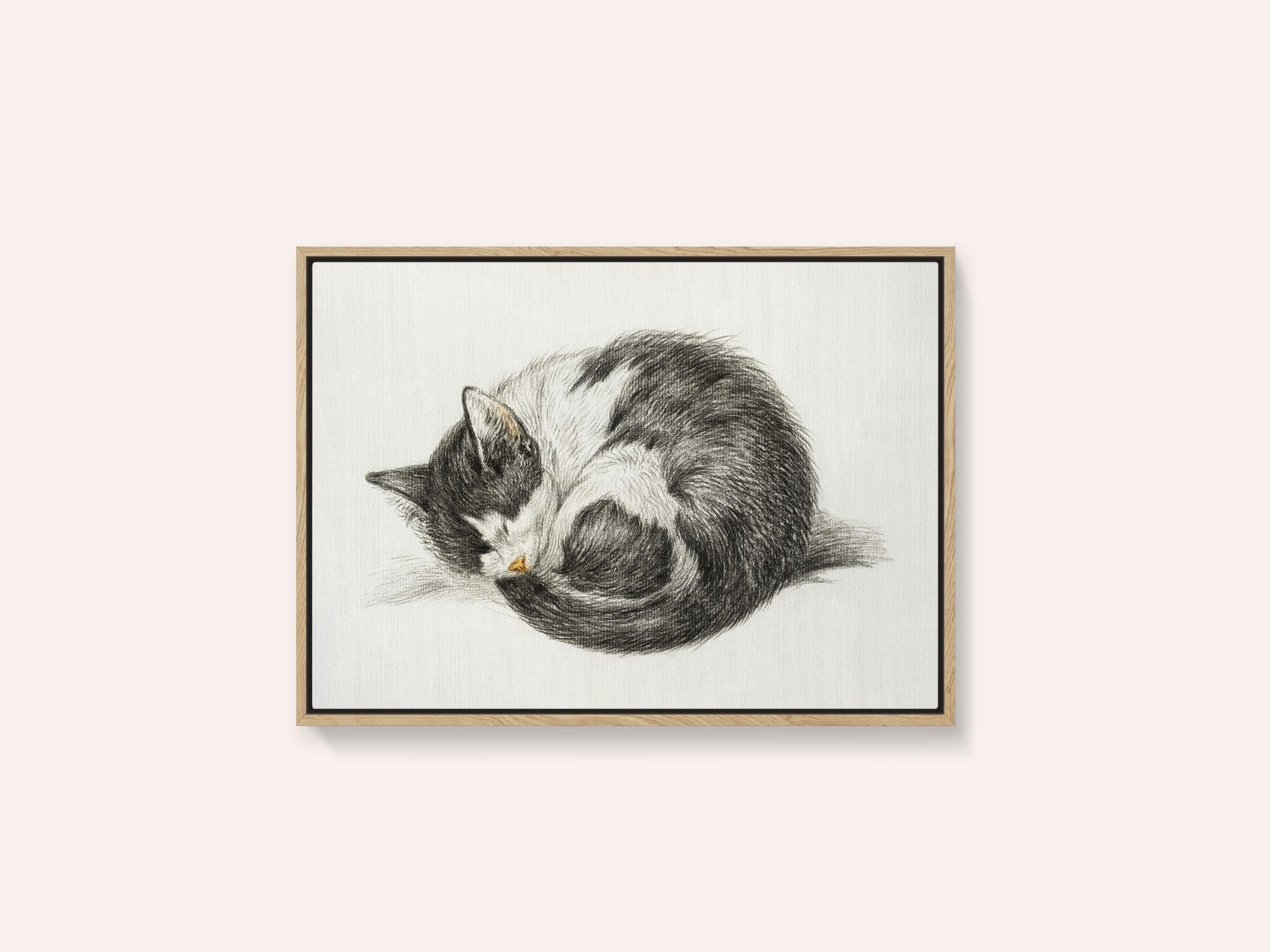 Rolled Up Lying Sleeping Cat (1825)