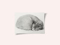 Rolled Up Lying, Sleeping Cat By Jean Bernard (1775 1883)