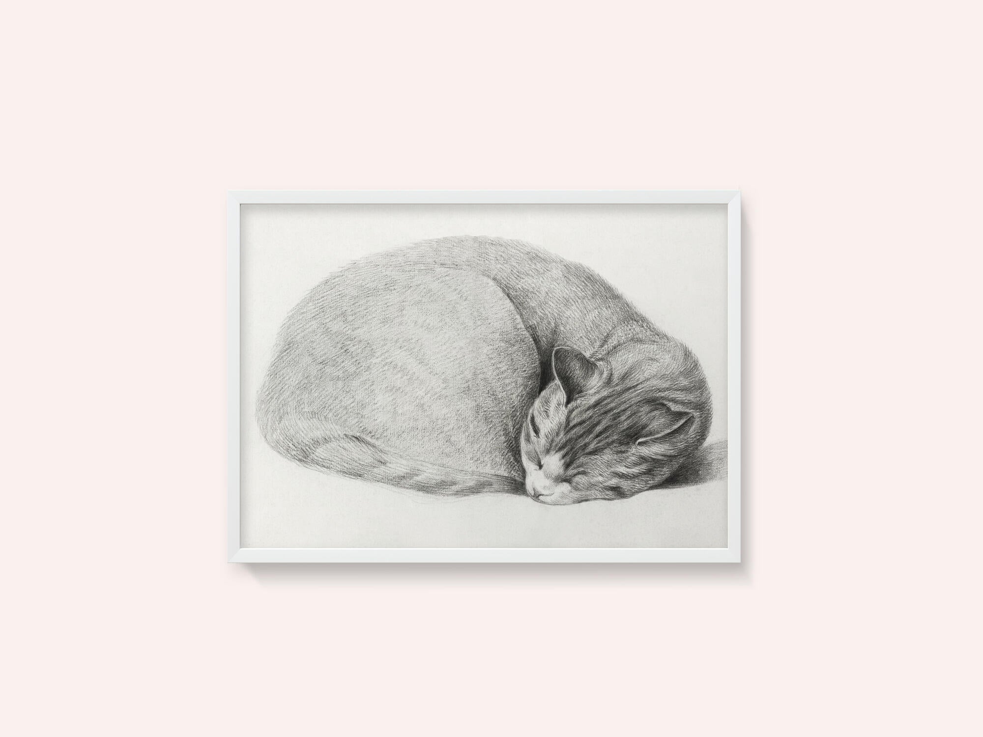 Rolled Up Lying, Sleeping Cat By Jean Bernard (1775 1883)