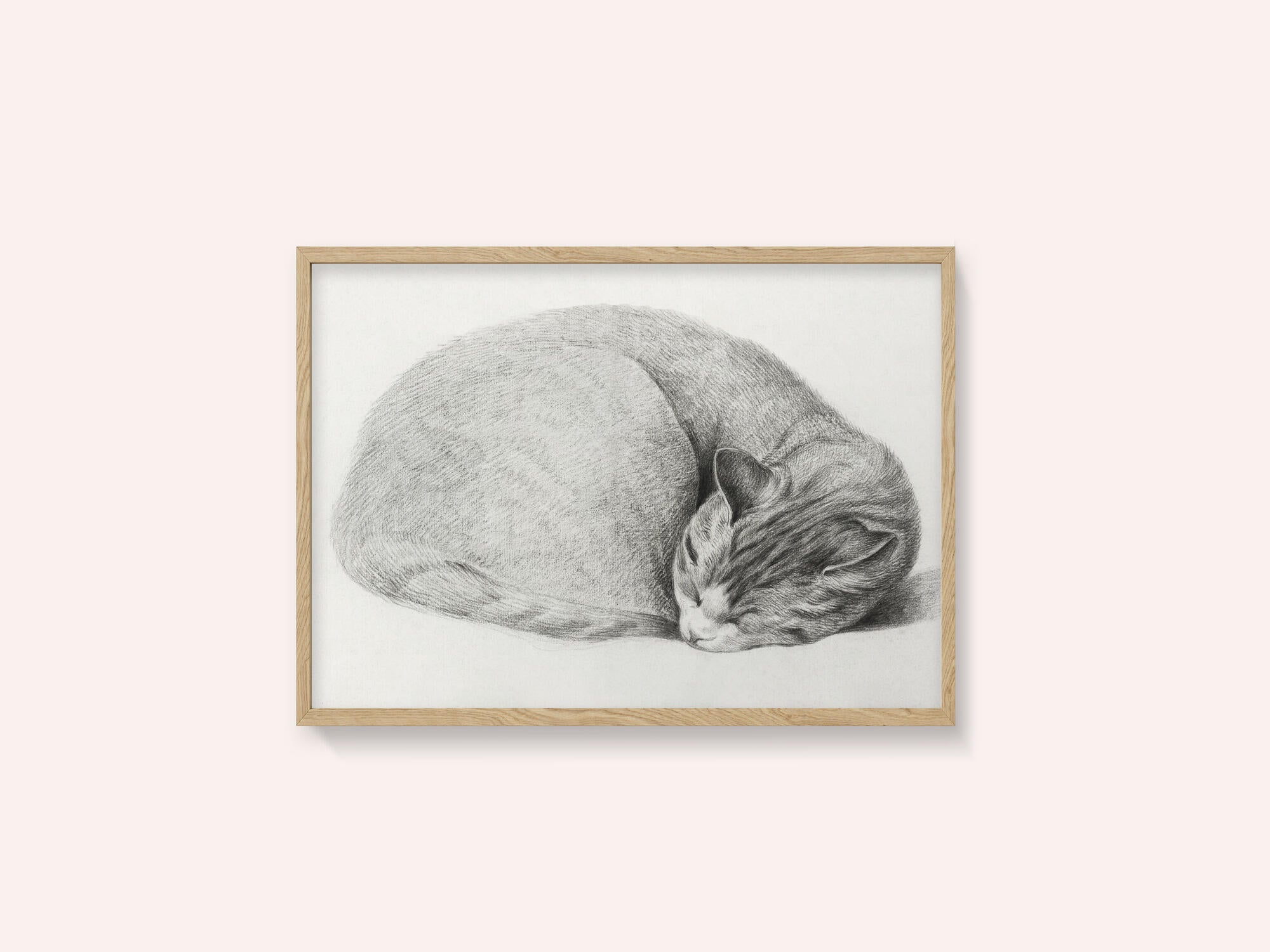 Rolled Up Lying, Sleeping Cat By Jean Bernard (1775 1883)