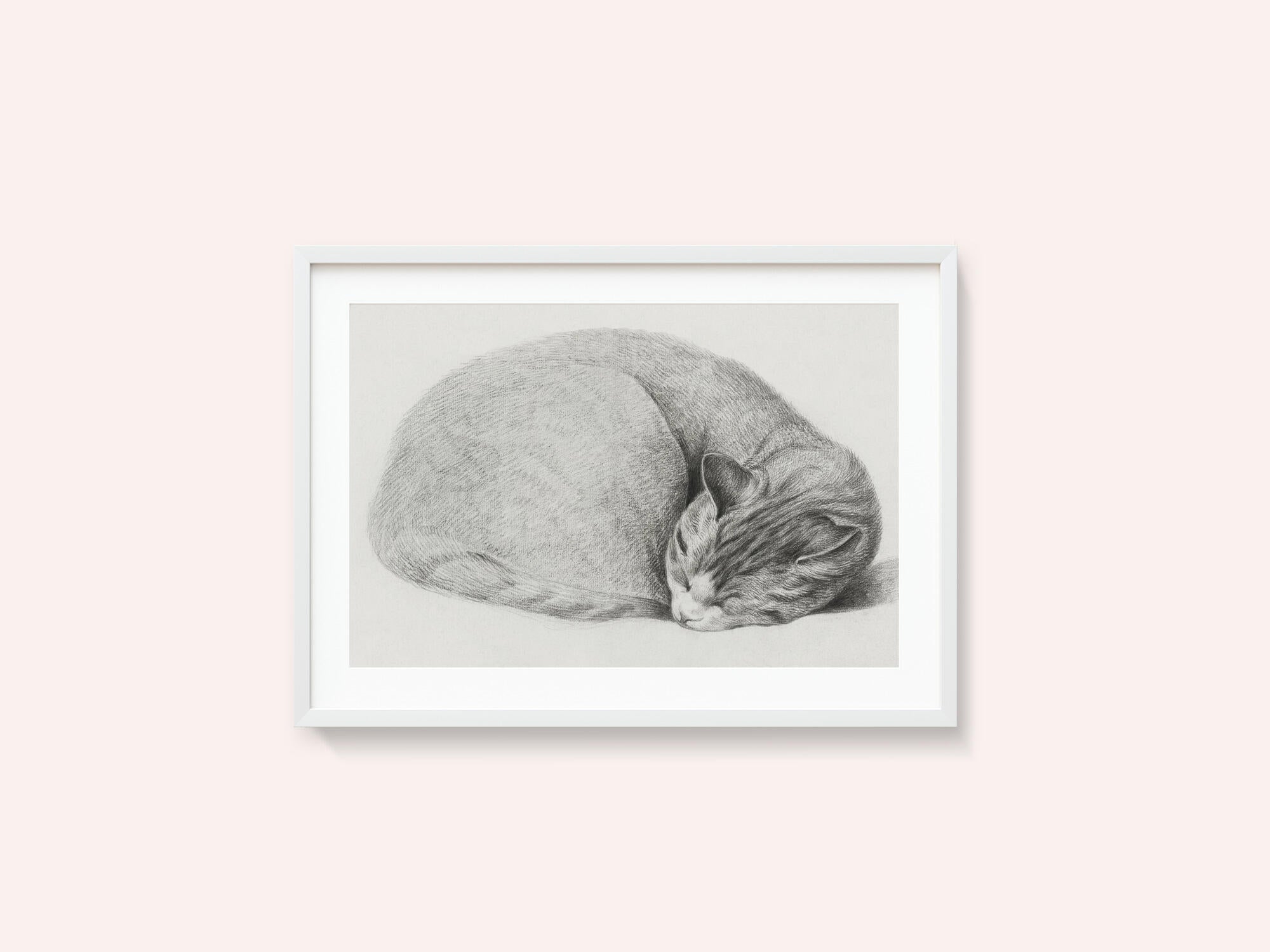 Rolled Up Lying, Sleeping Cat By Jean Bernard (1775 1883)