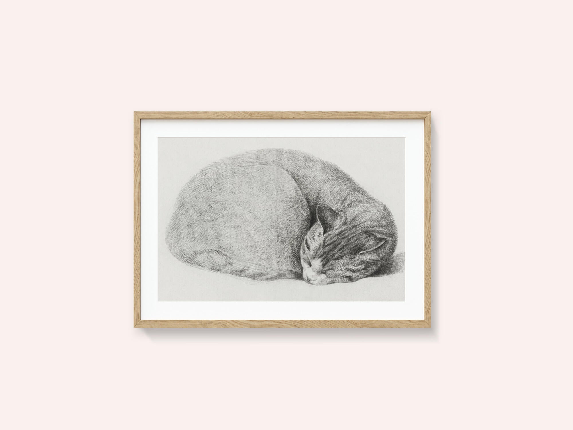 Rolled Up Lying, Sleeping Cat By Jean Bernard (1775 1883)