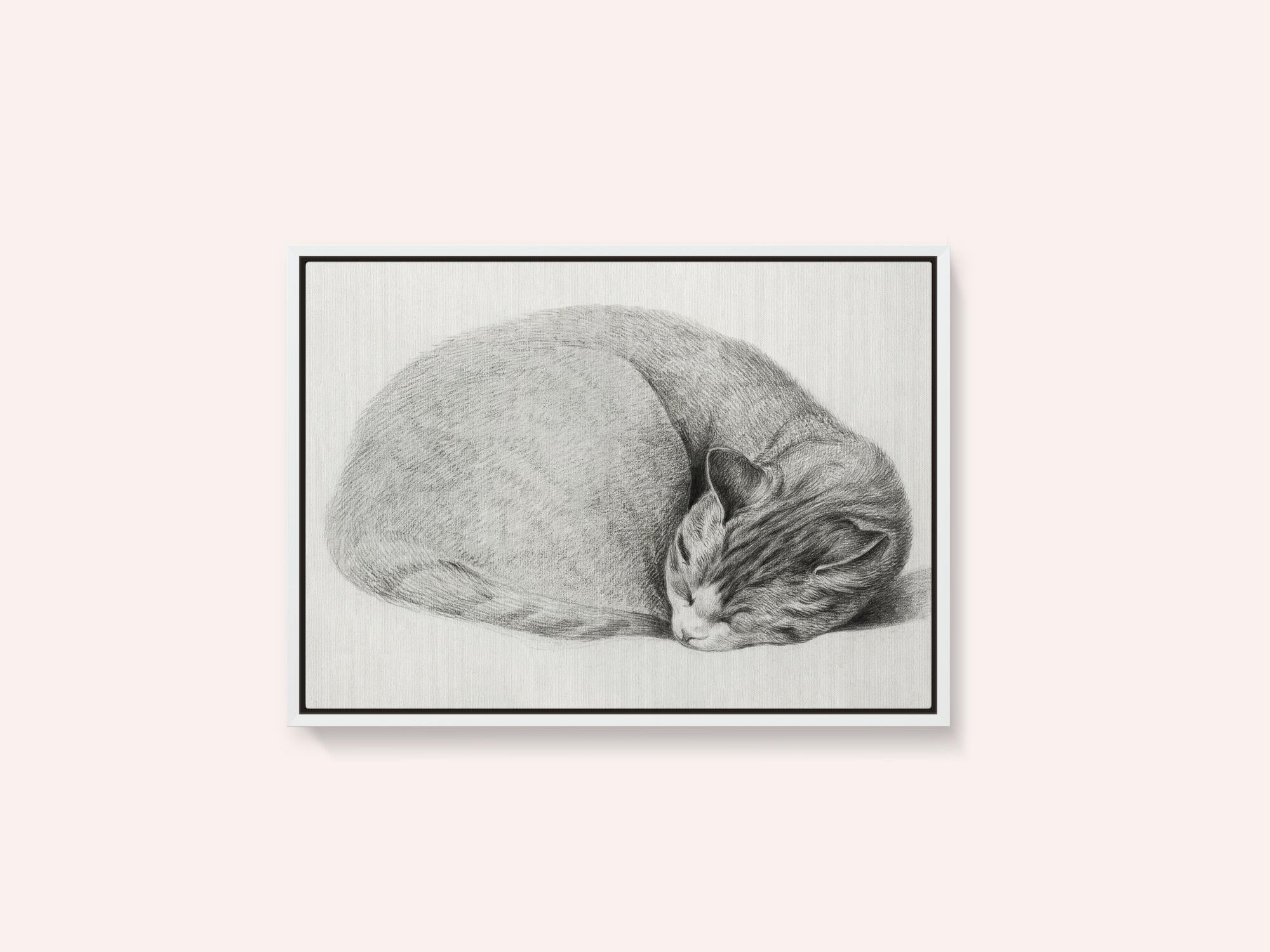 Rolled Up Lying, Sleeping Cat By Jean Bernard (1775 1883)