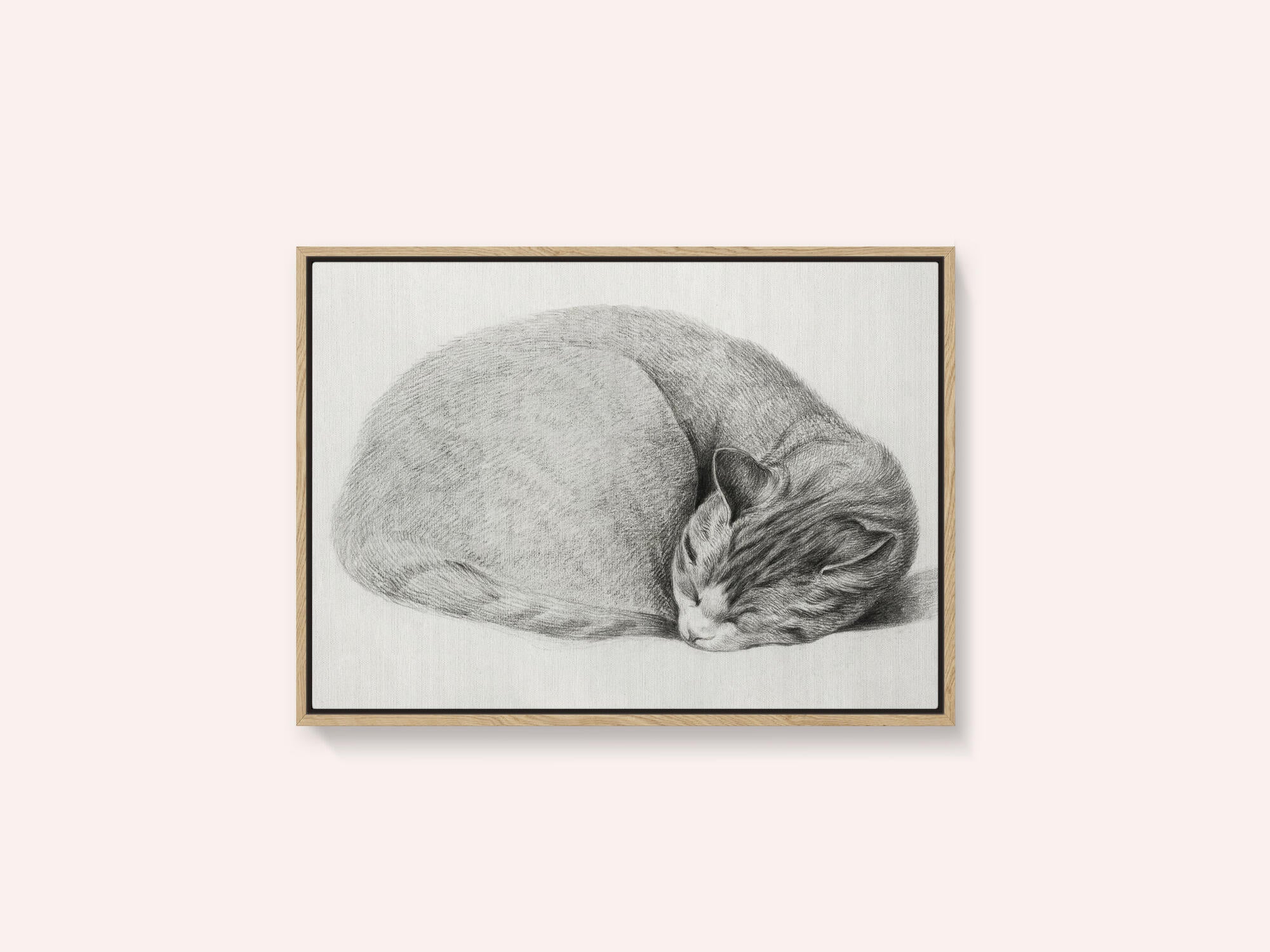 Rolled Up Lying, Sleeping Cat By Jean Bernard (1775 1883)
