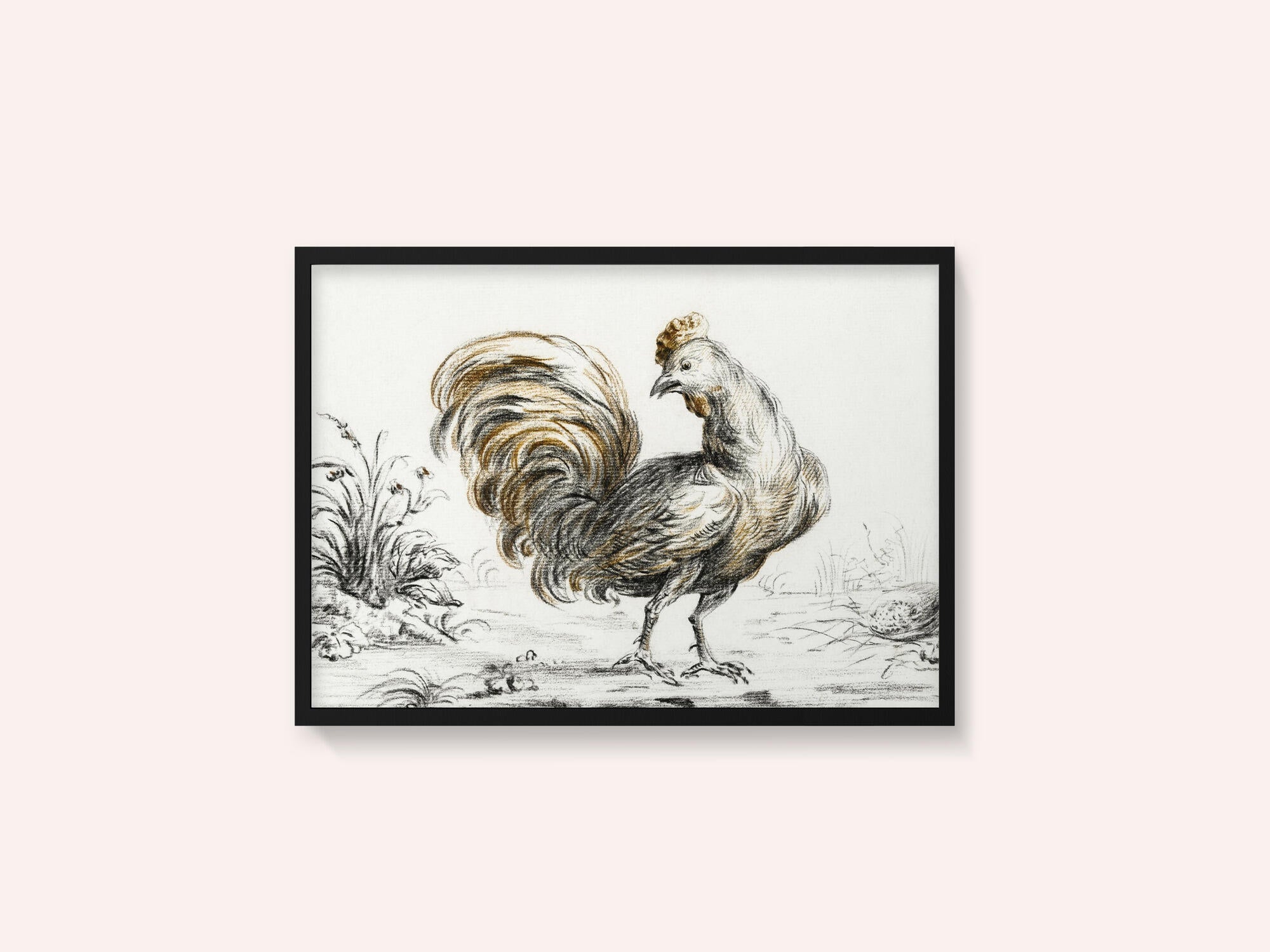Rooster