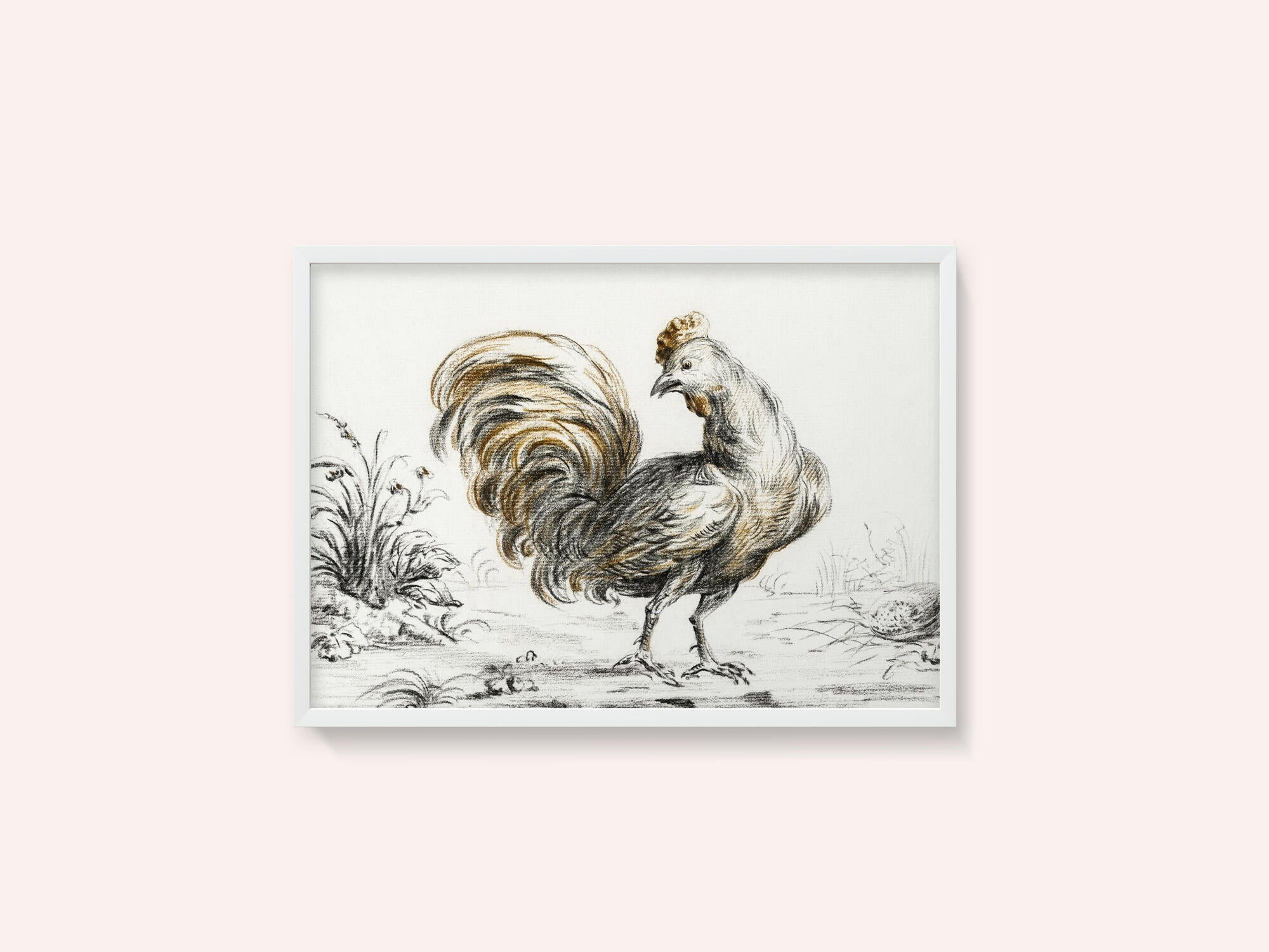 Rooster