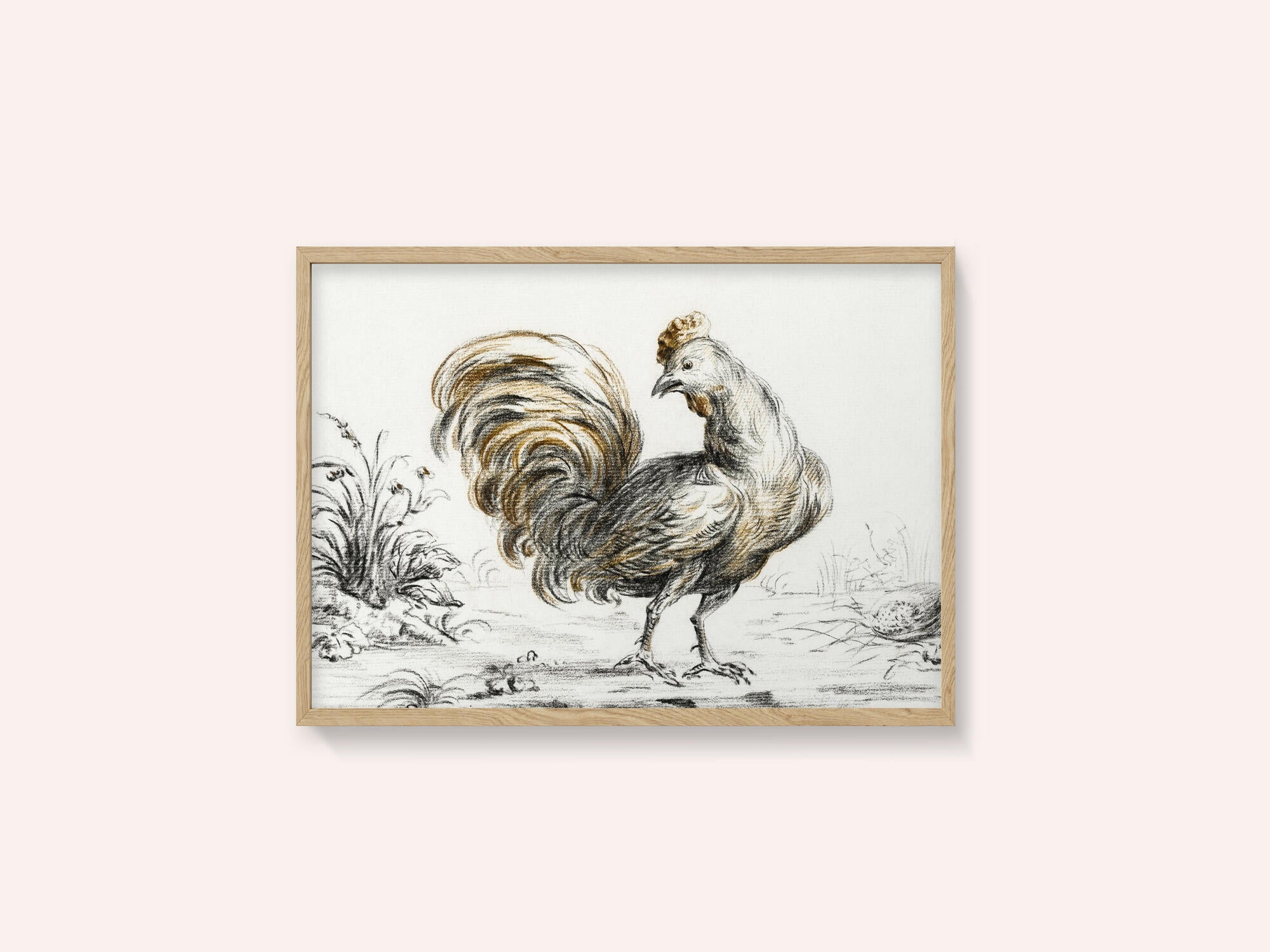 Rooster