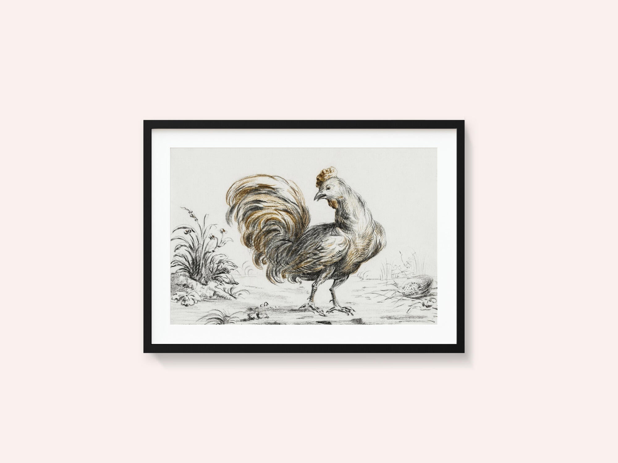 Rooster