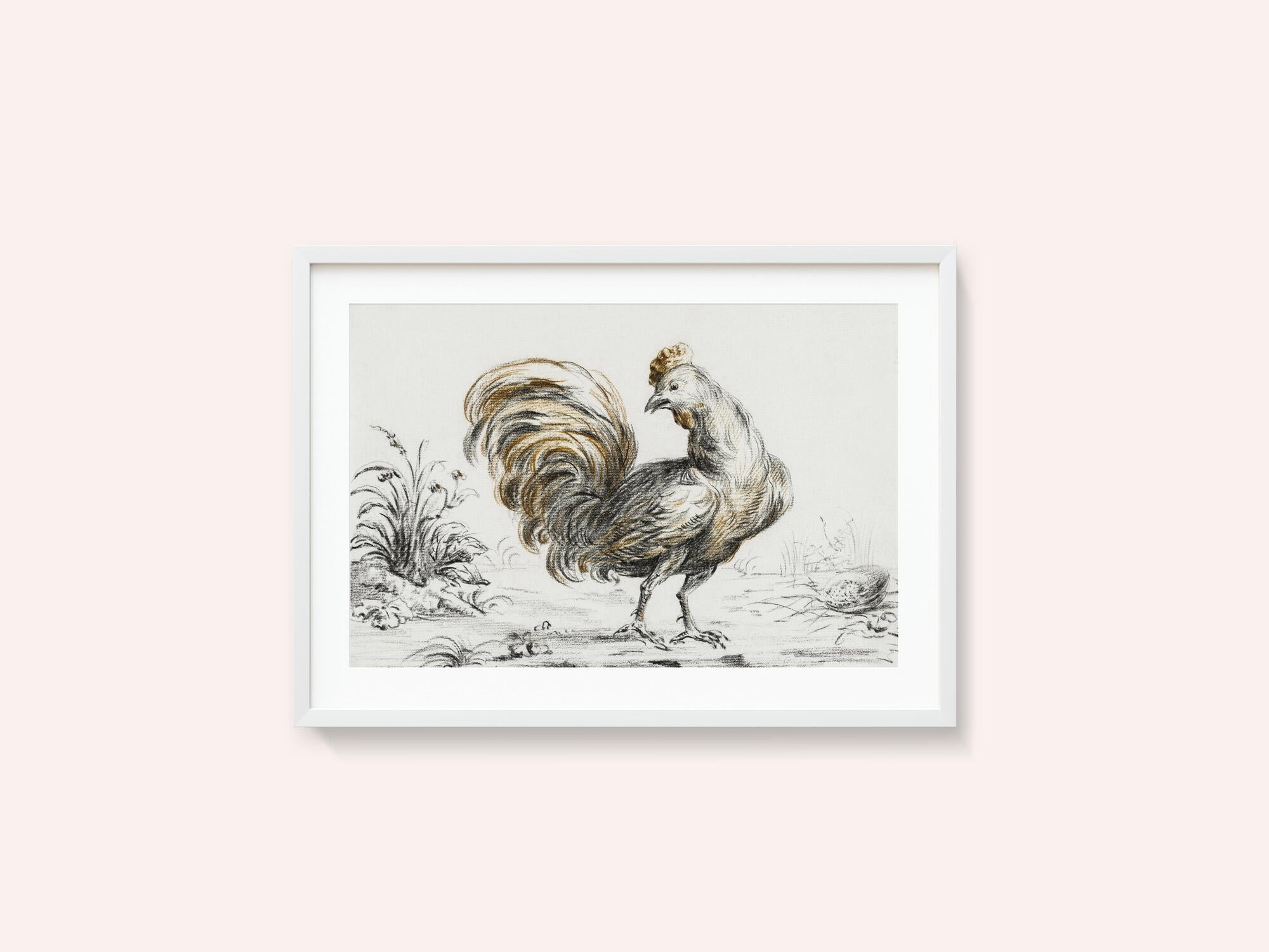 Rooster