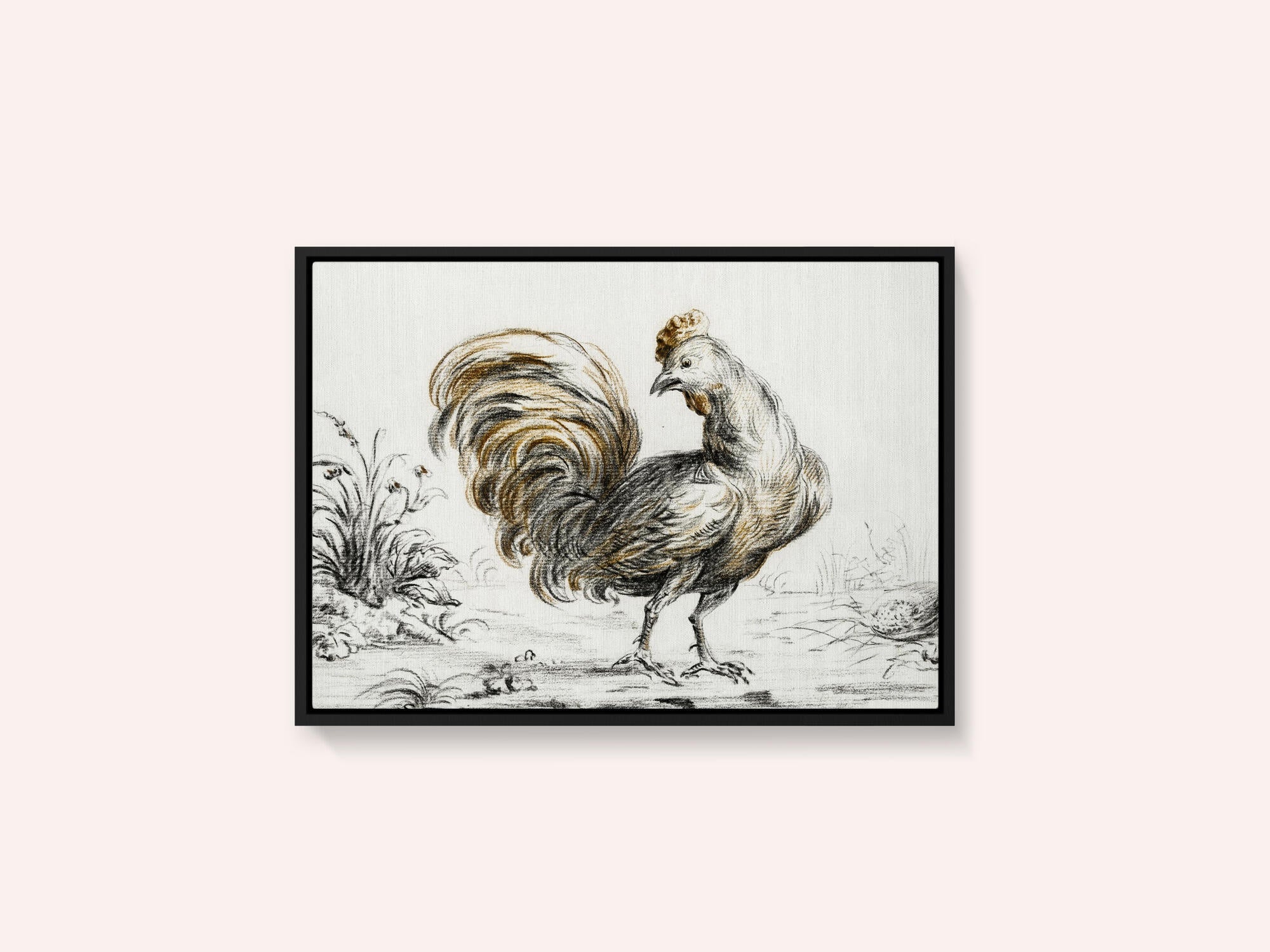 Rooster