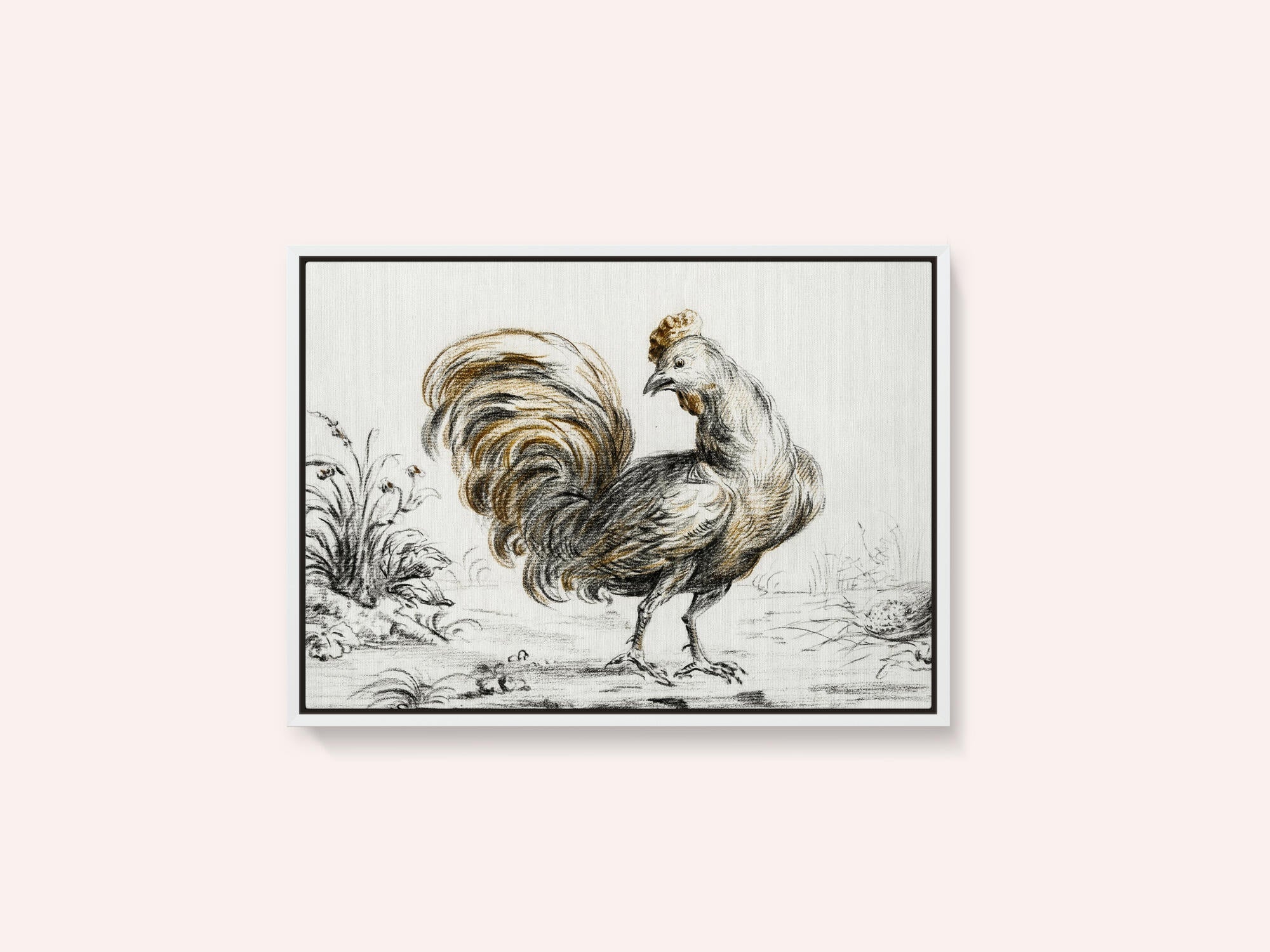 Rooster