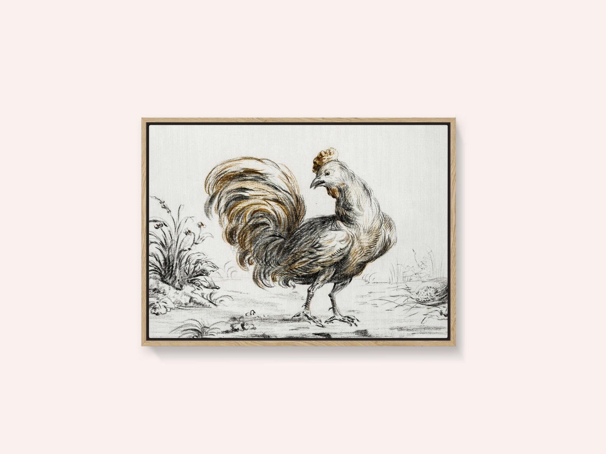 Rooster