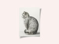 Sitting Cat (1815)