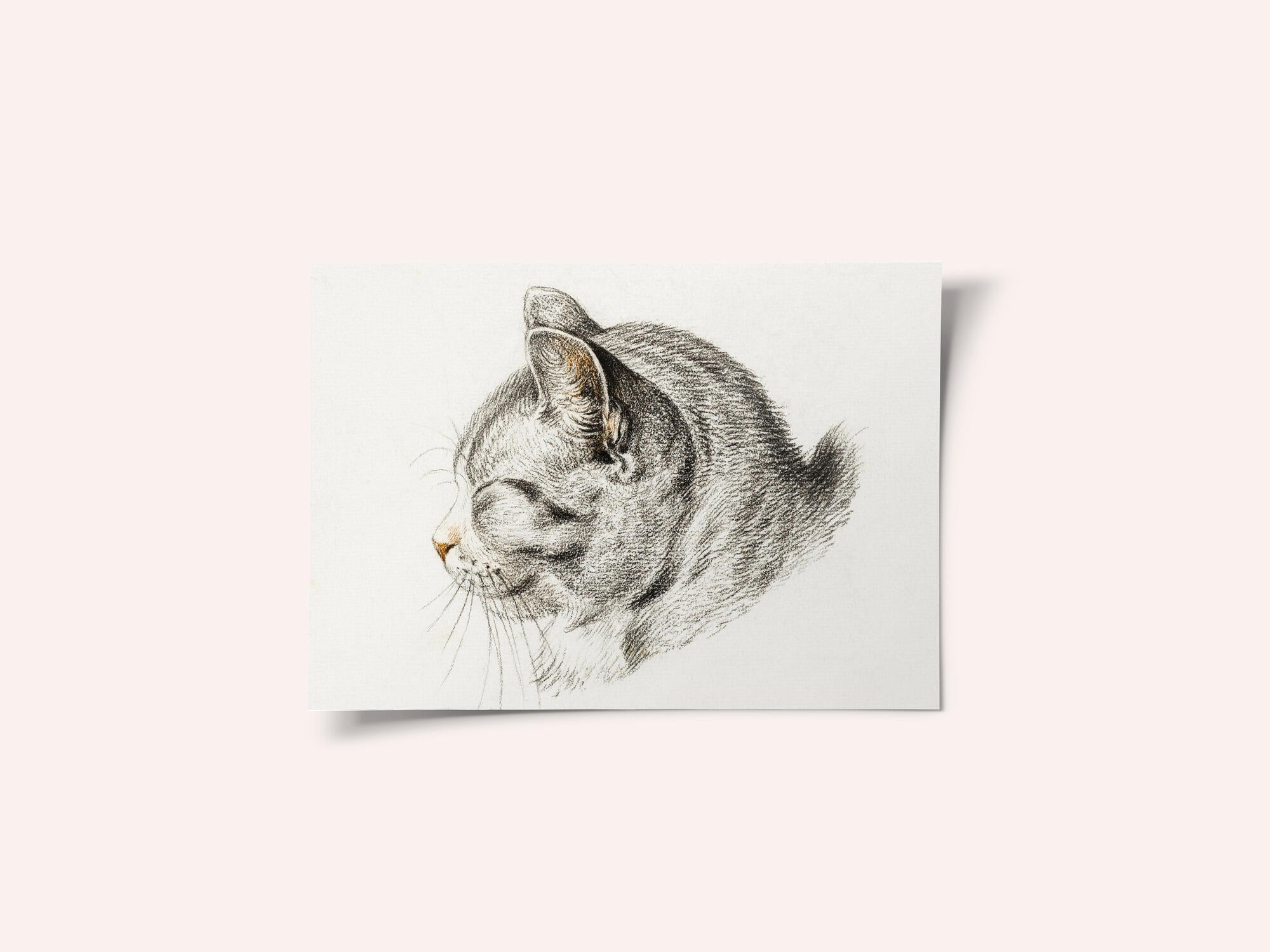 Sketch of a Cat (1813)