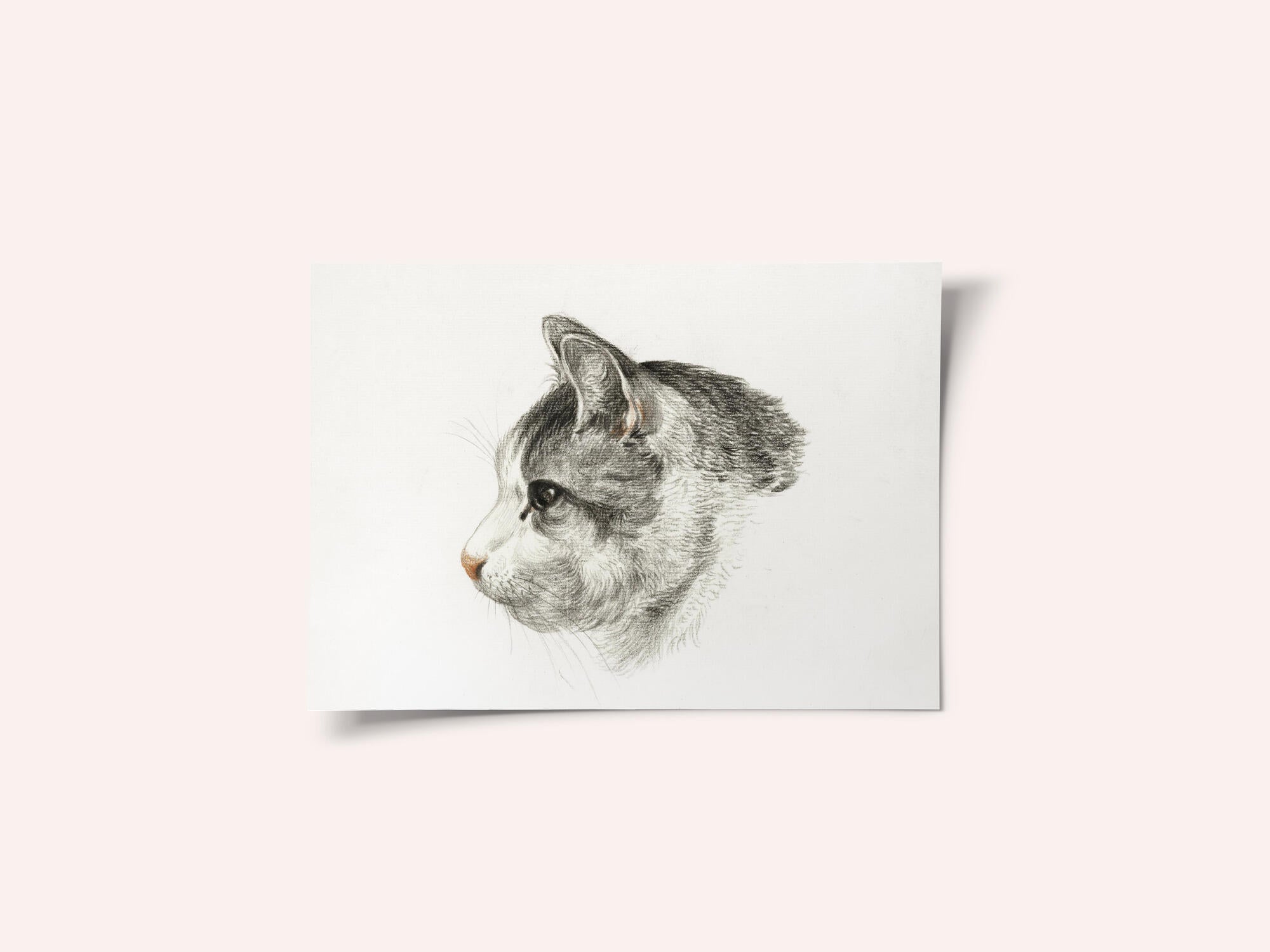 Sketch of a Cat (1819) By Jean Bernard (1775 1883)