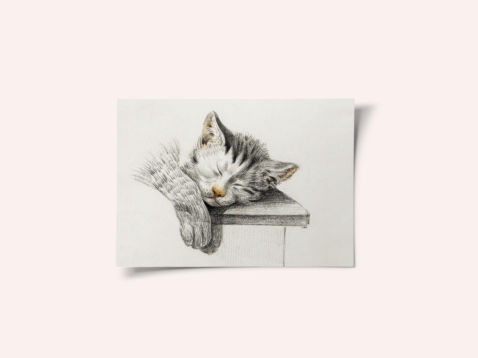 Sketch of a Sleeping Cat
