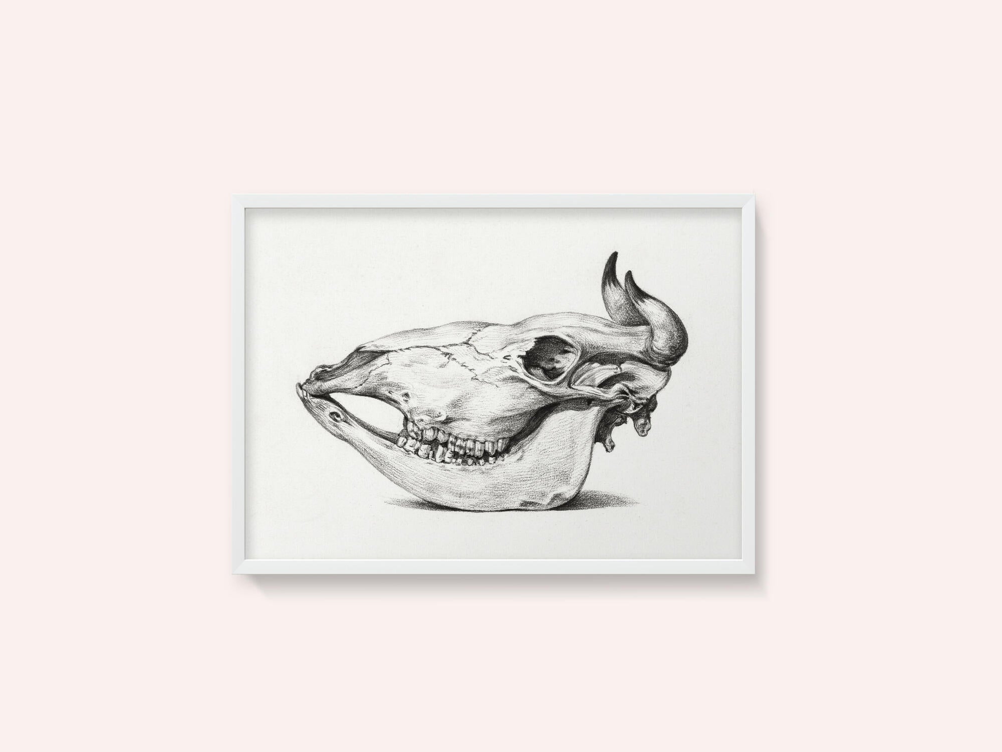 Skull of a Cow (1816)