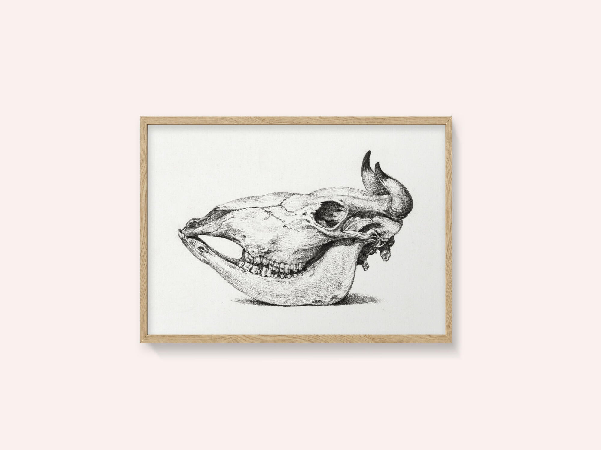 Skull of a Cow (1816)