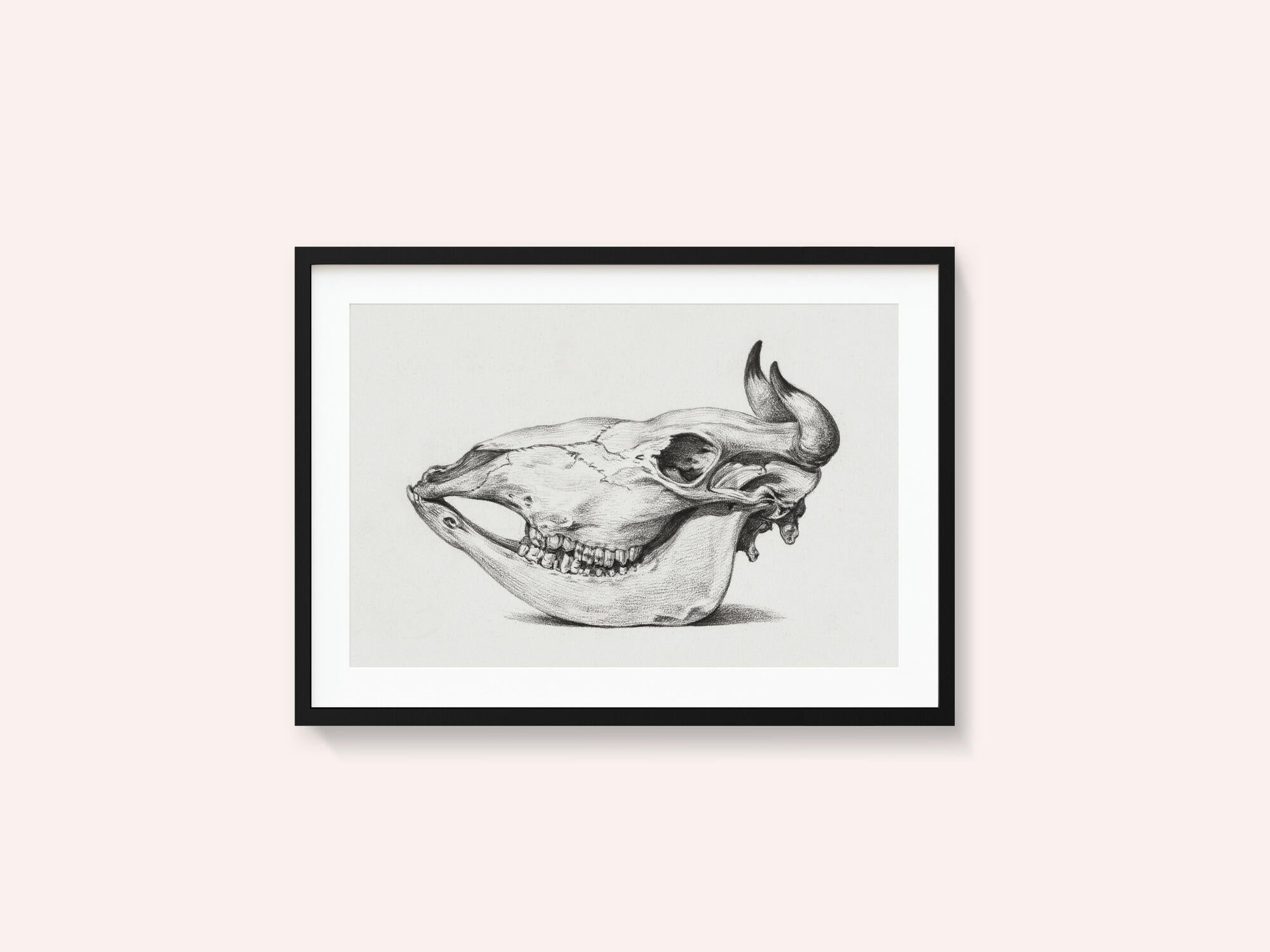 Skull of a Cow (1816)